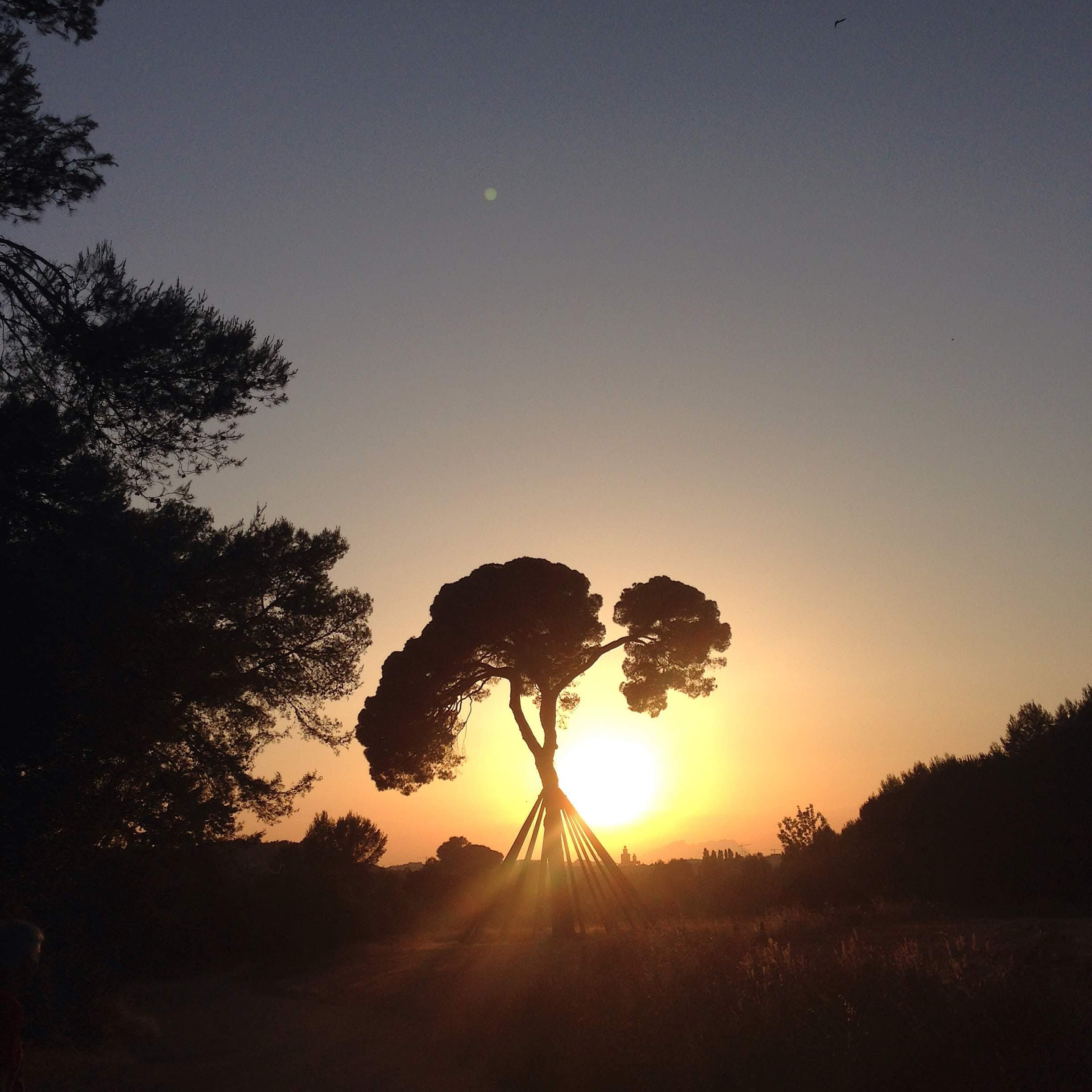 Posta de sol · Pi d'en Xandri FOTO: Mònica Sabrià