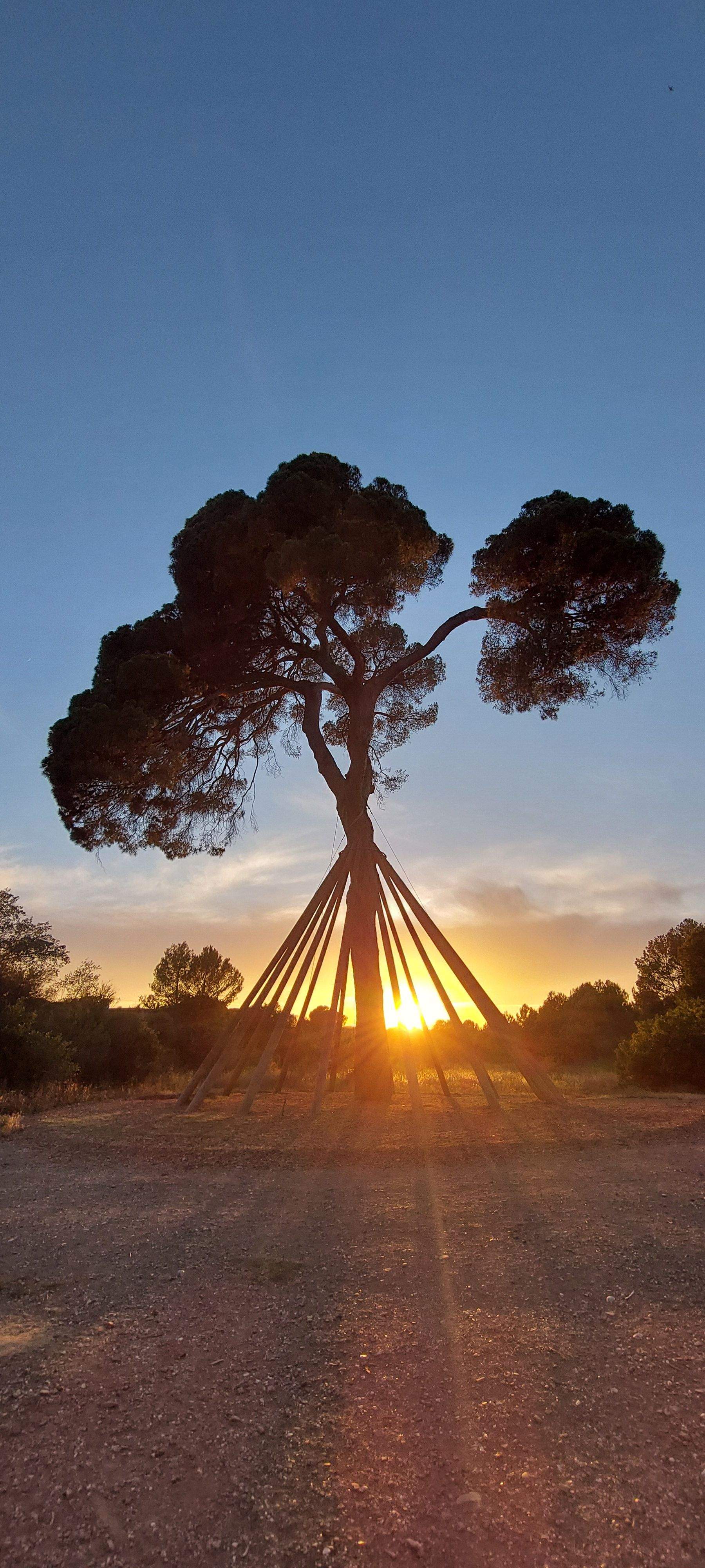 Colors de la posta de sol · Pi d'en Xandri FOTO: Marc Vidiella Costa 