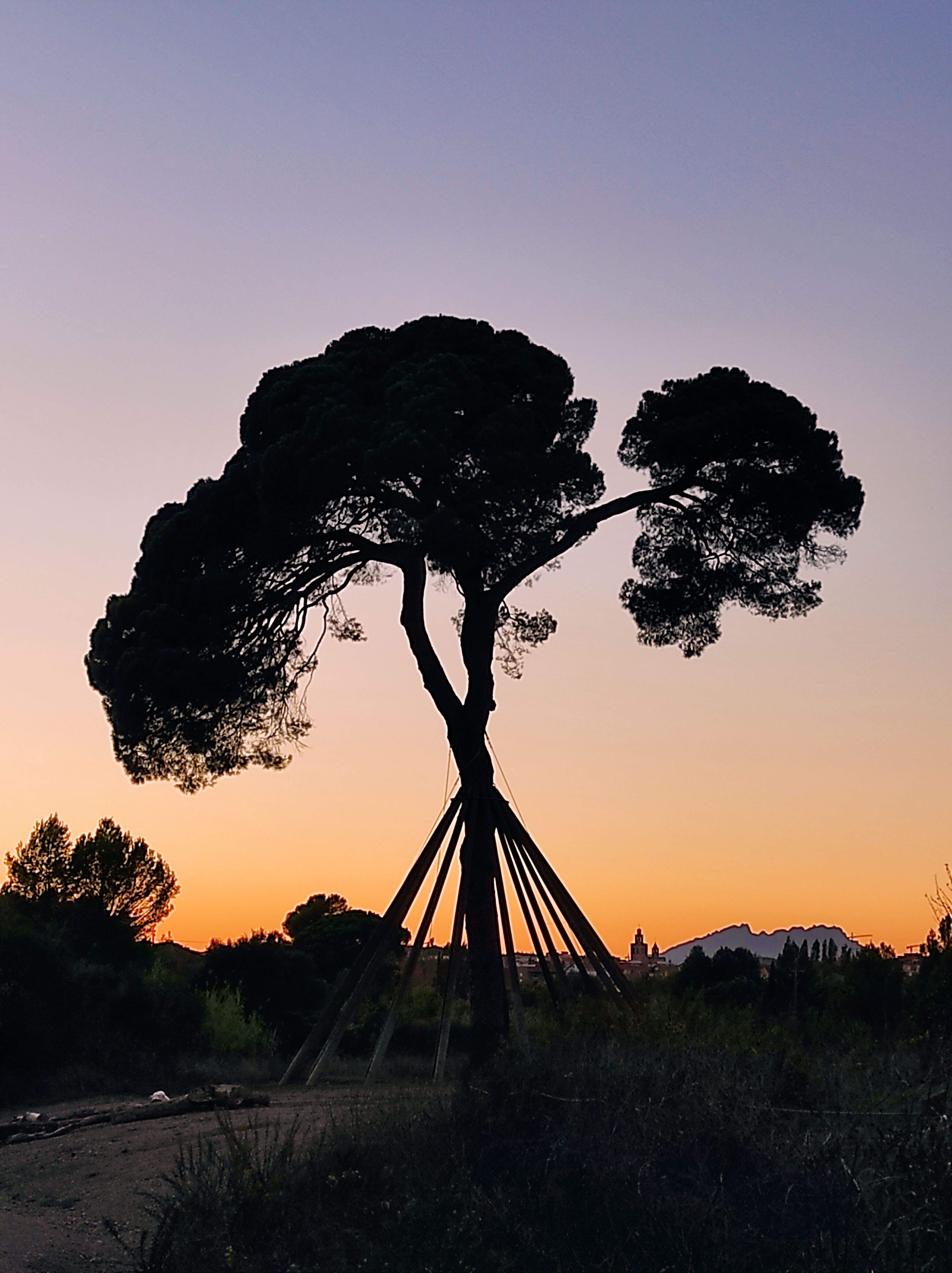 Capvespre · Pi d'en Xandri FOTO: Beatriz Serrano Tomás