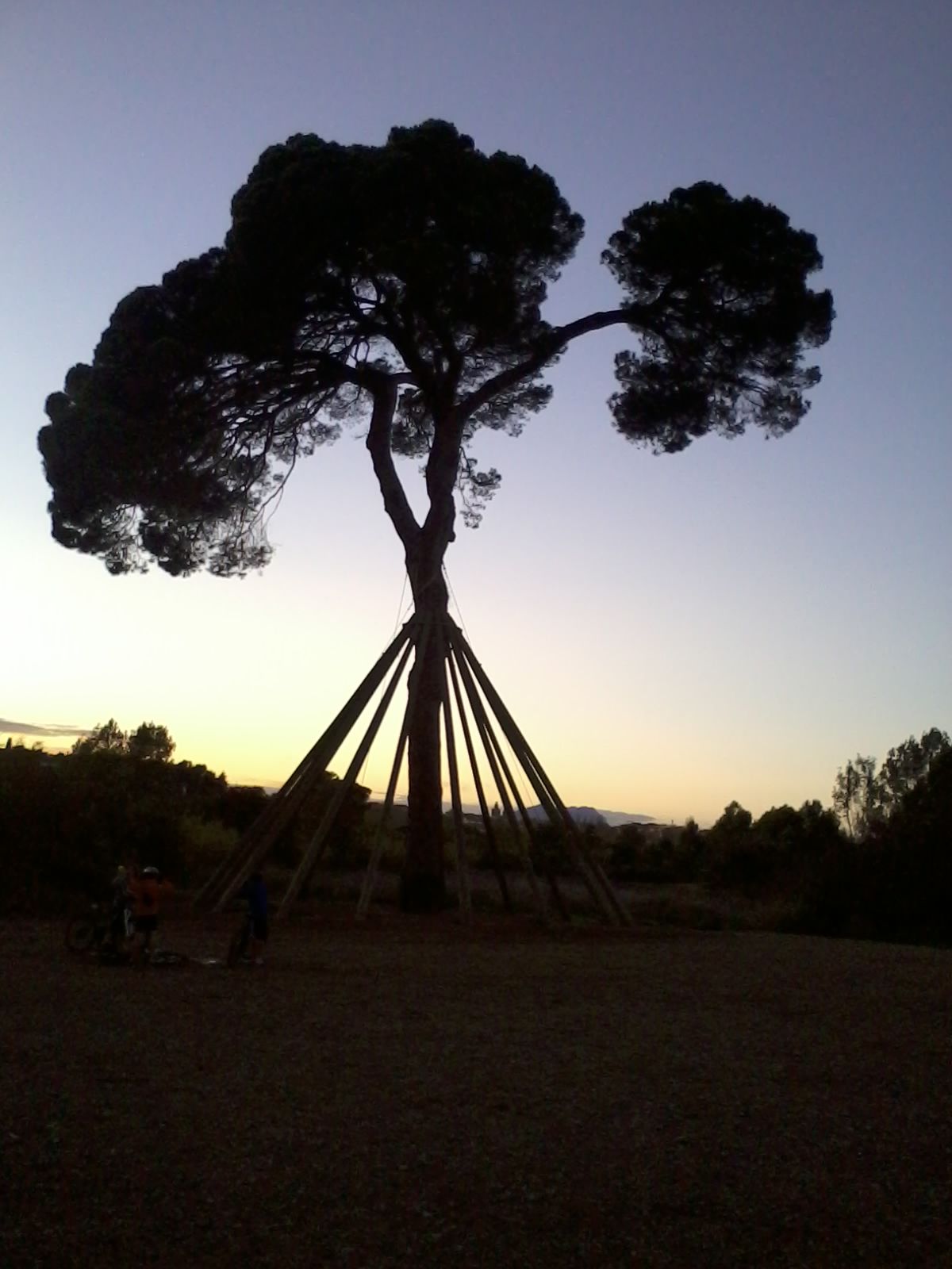 Solpost · Pi d'en Xandri FOTO: Núria Santos Garcia