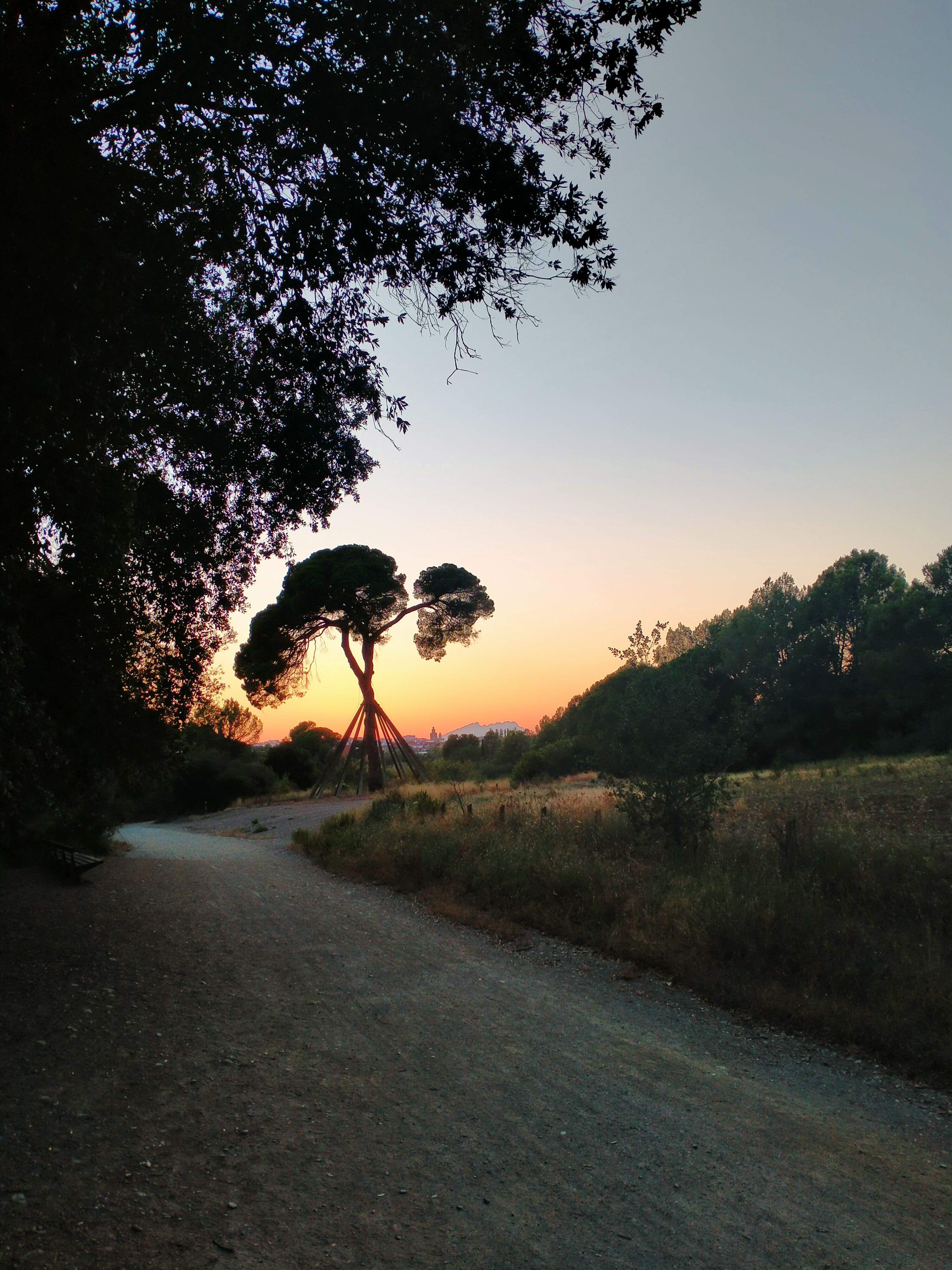 La llum del capvespre · Pi d'en Xandri FOTO: Montserrat Albiol Rodergas