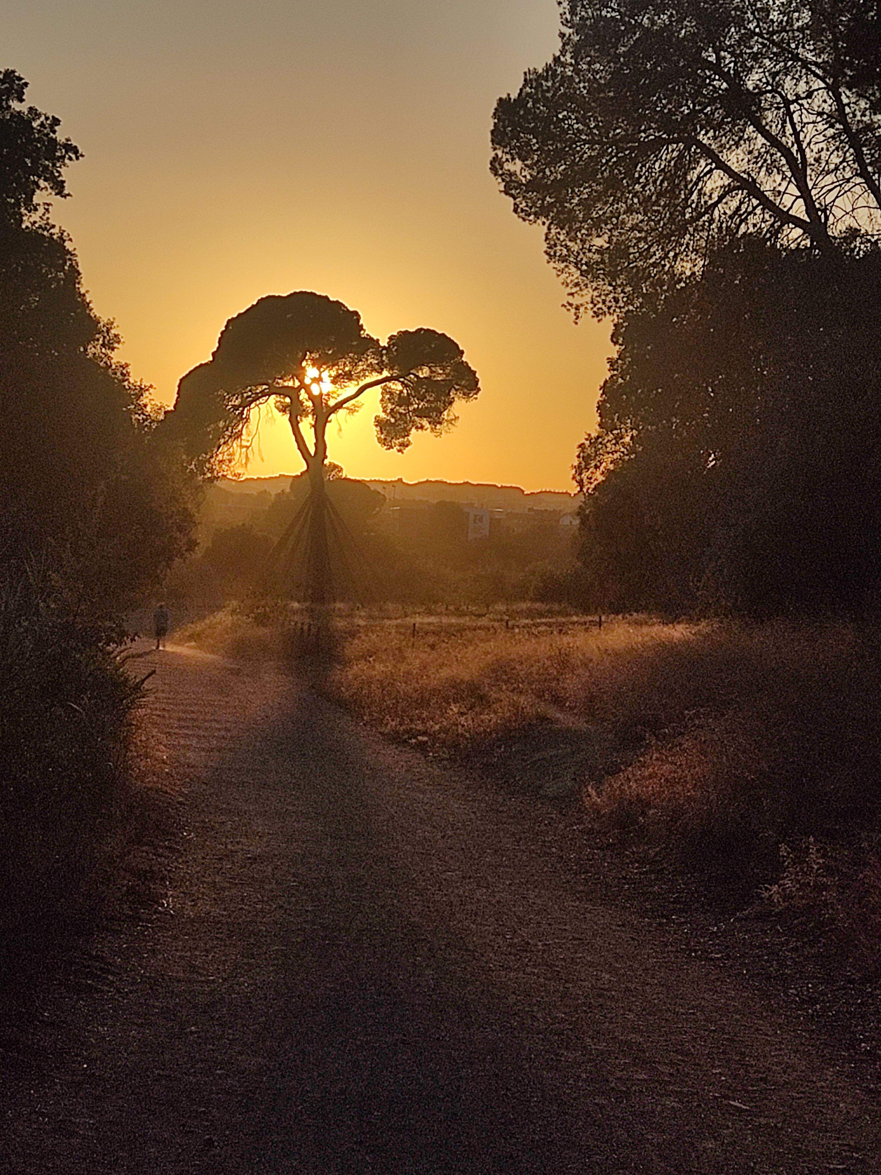Collserola · El Pi FOTO: Montse Pla Torres 
