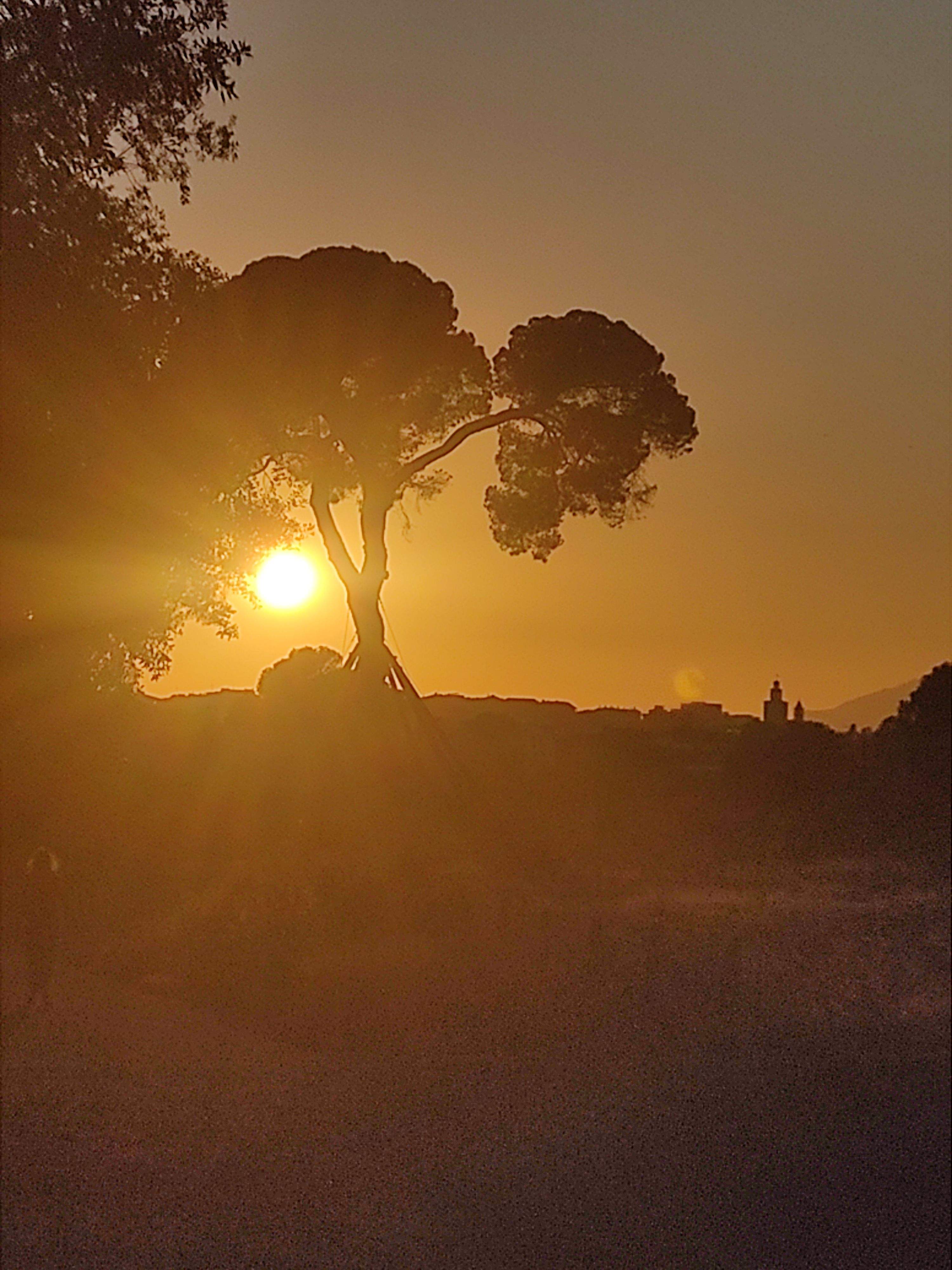 Monestir al Fond · Pi d'en Xandri FOTO: Montse Pla Torres 