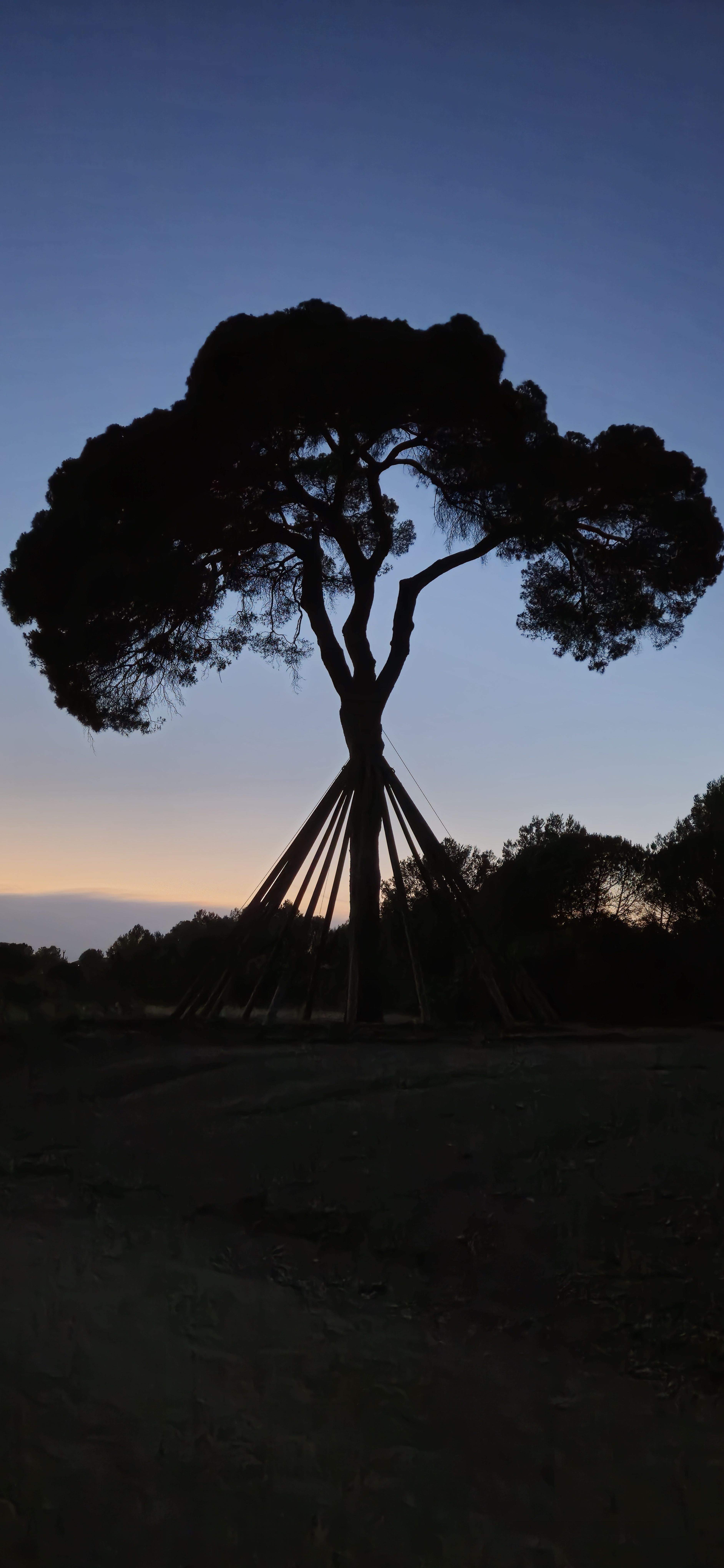 Abraçada · Pi d'en Xandri FOTO: Mar Perez Perez