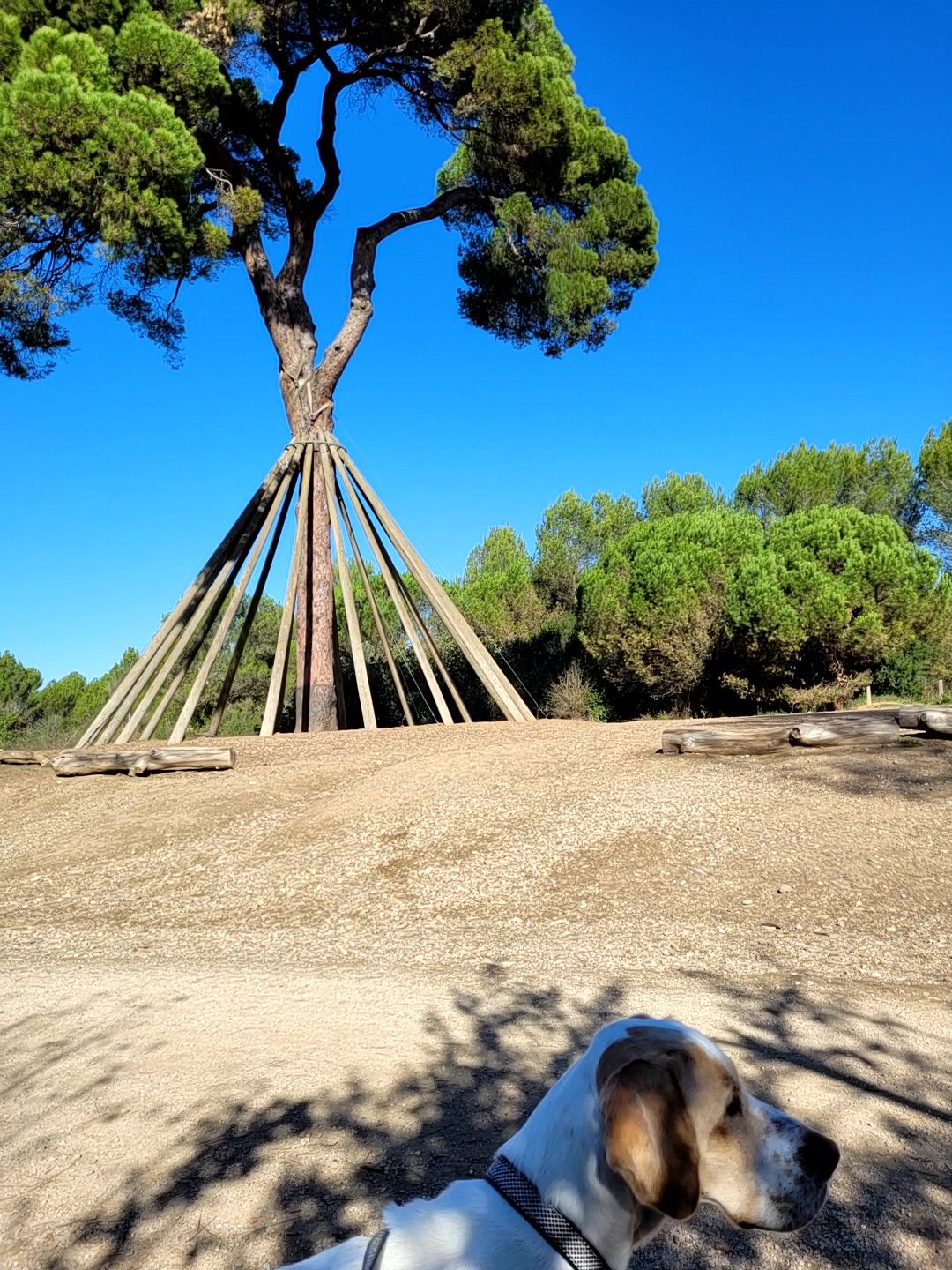 LUA i Pi d'en Xandri 2021 · Pi d'en Xandri FOTO: Àngels Carrió Fornells