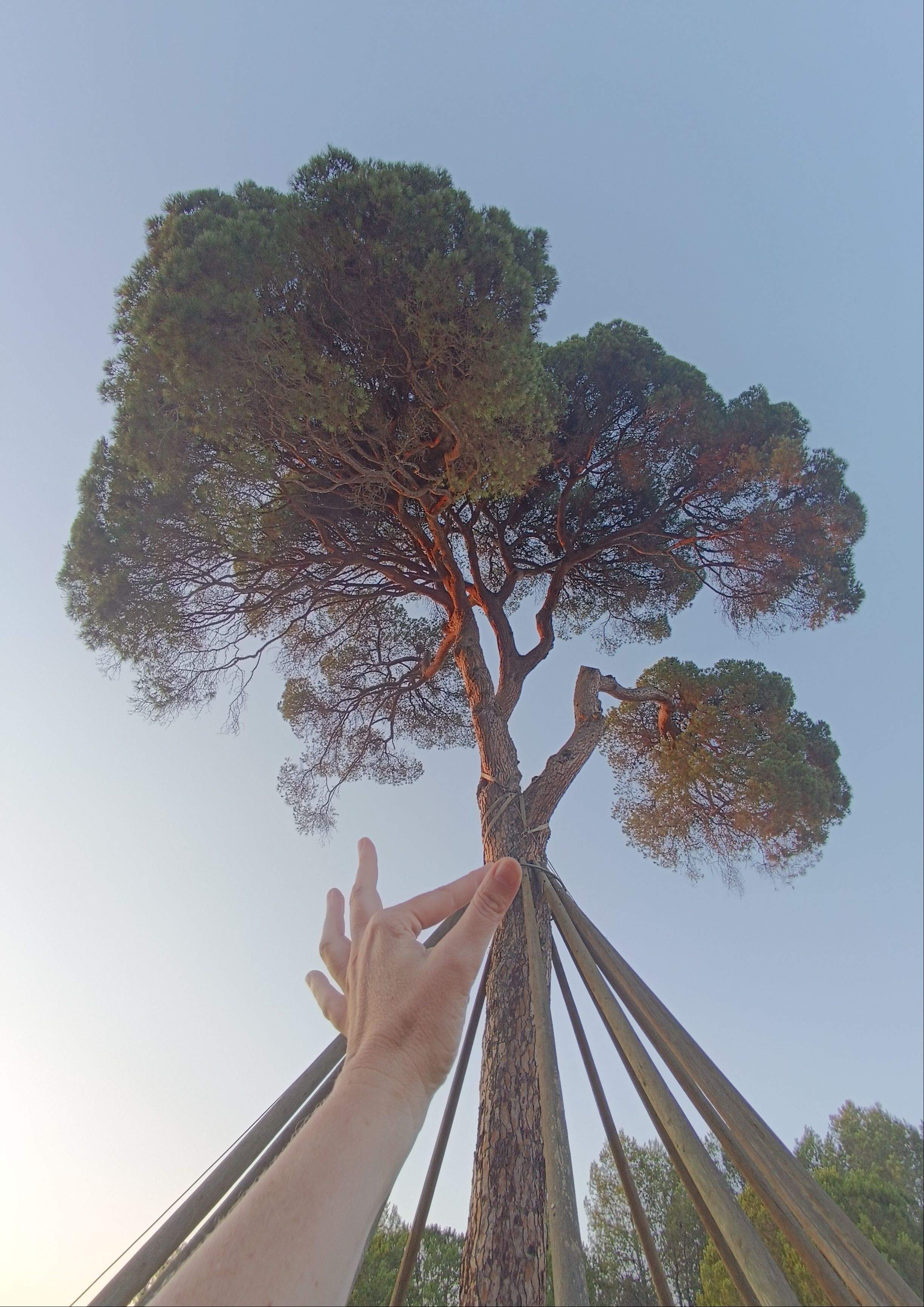 Abraçada virtual · Pi d'en Xandri FOTO: Arnau Petřivalský 