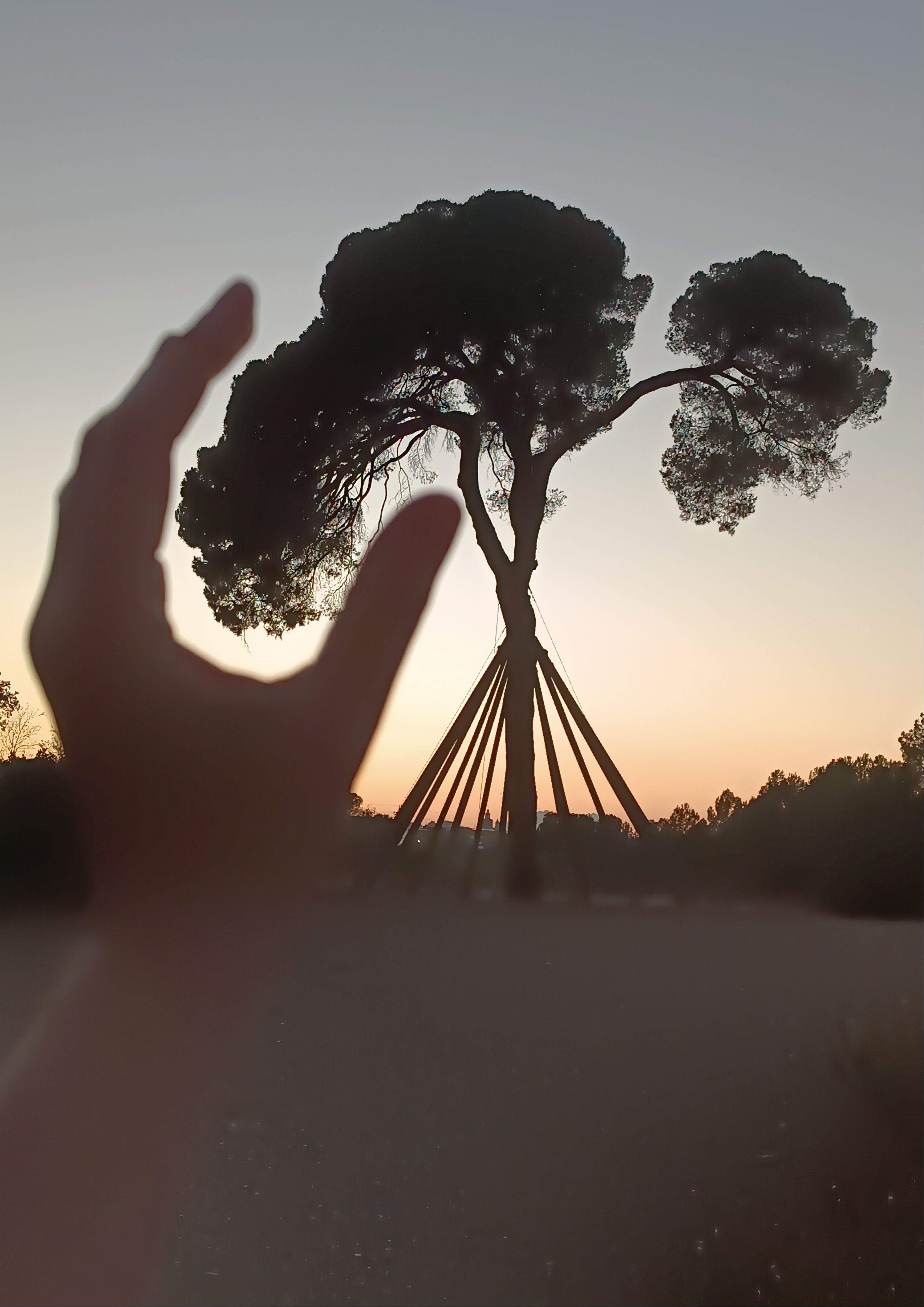 Fets un per l'altre · Pi d'en Xandri FOTO: Arnau Petřivalský 