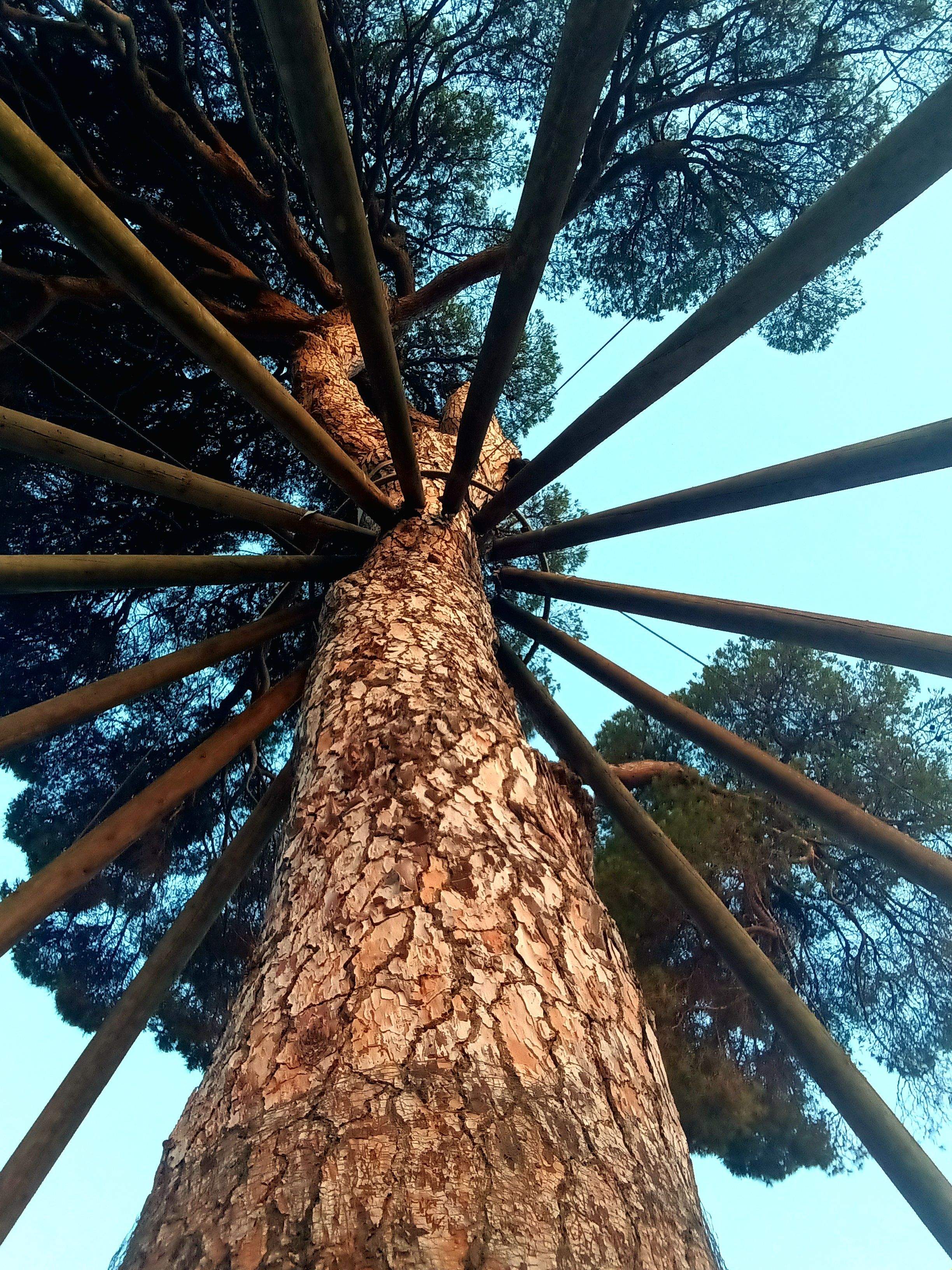 Mirant al cel · Pi d'en Xandri FOTO: Toni Gòrriz Olalla