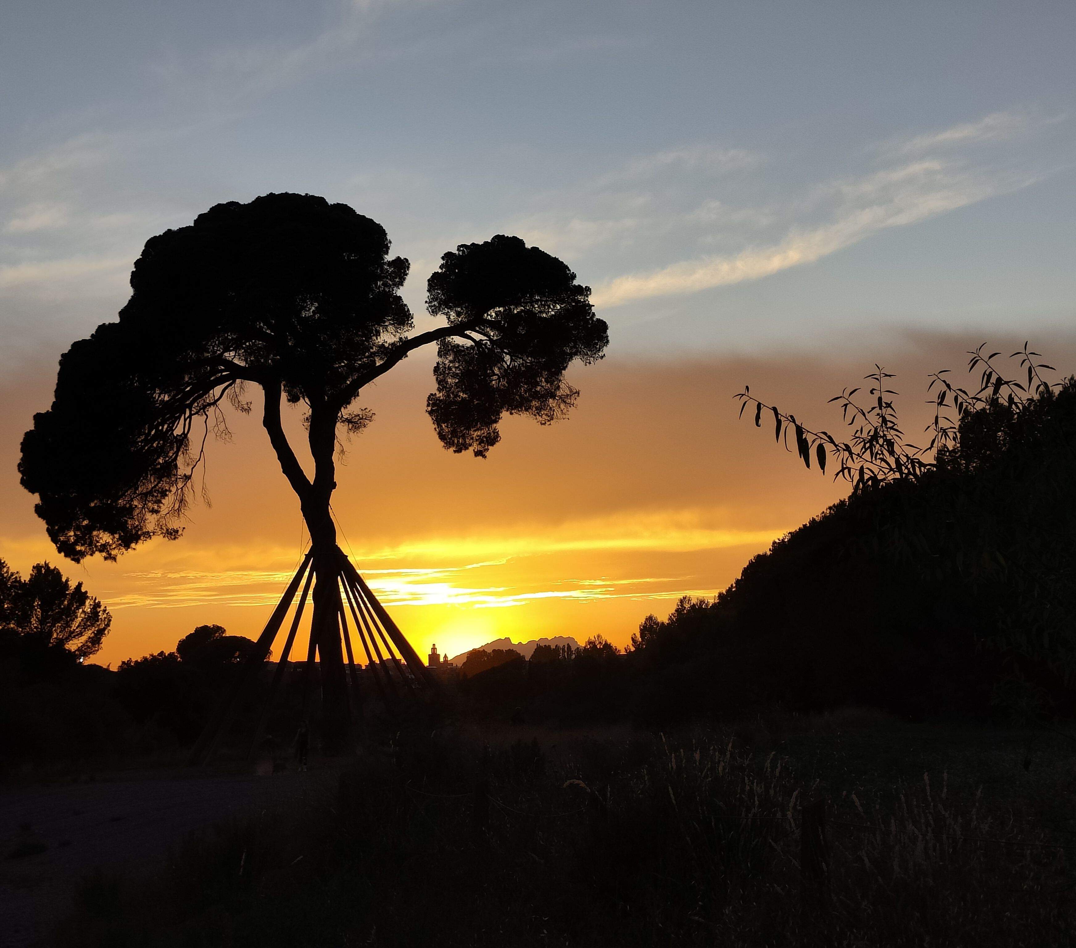 Passejant amb el Travis · Pi d'en Xandri FOTO: Carla Sánchez Martín 