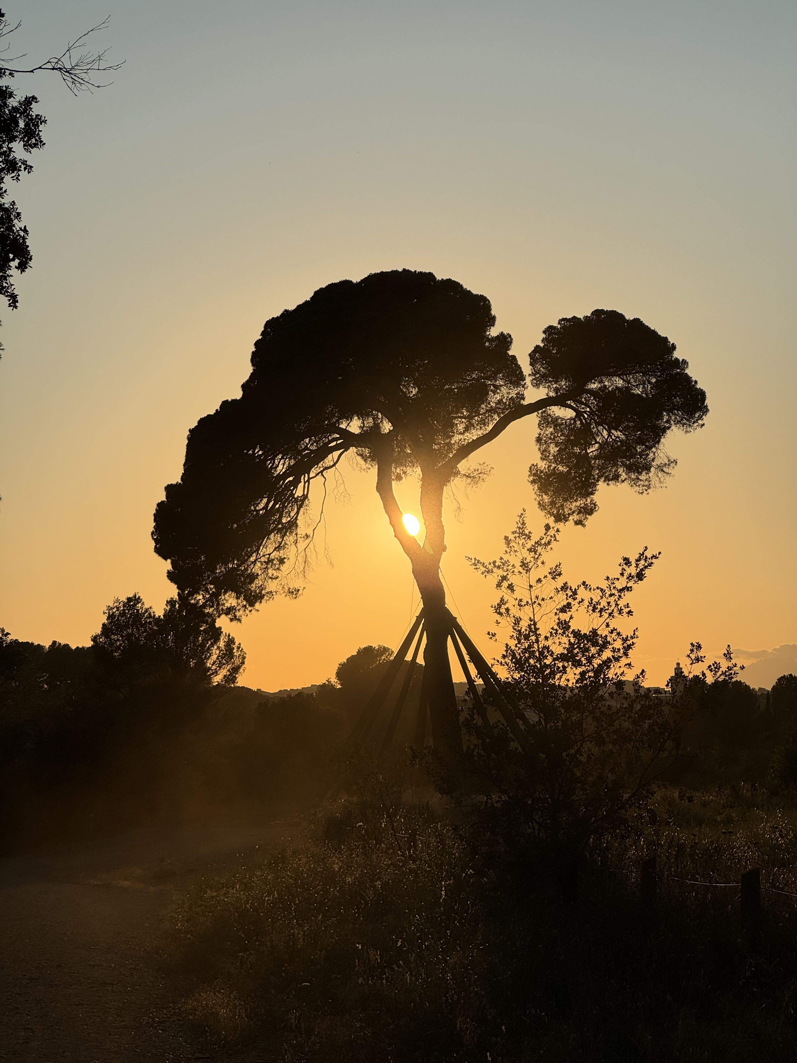 Estiu, calor, pols, i arbre · Pi d'en Xandri FOTO: Ferran Mestres Gonzalvo 