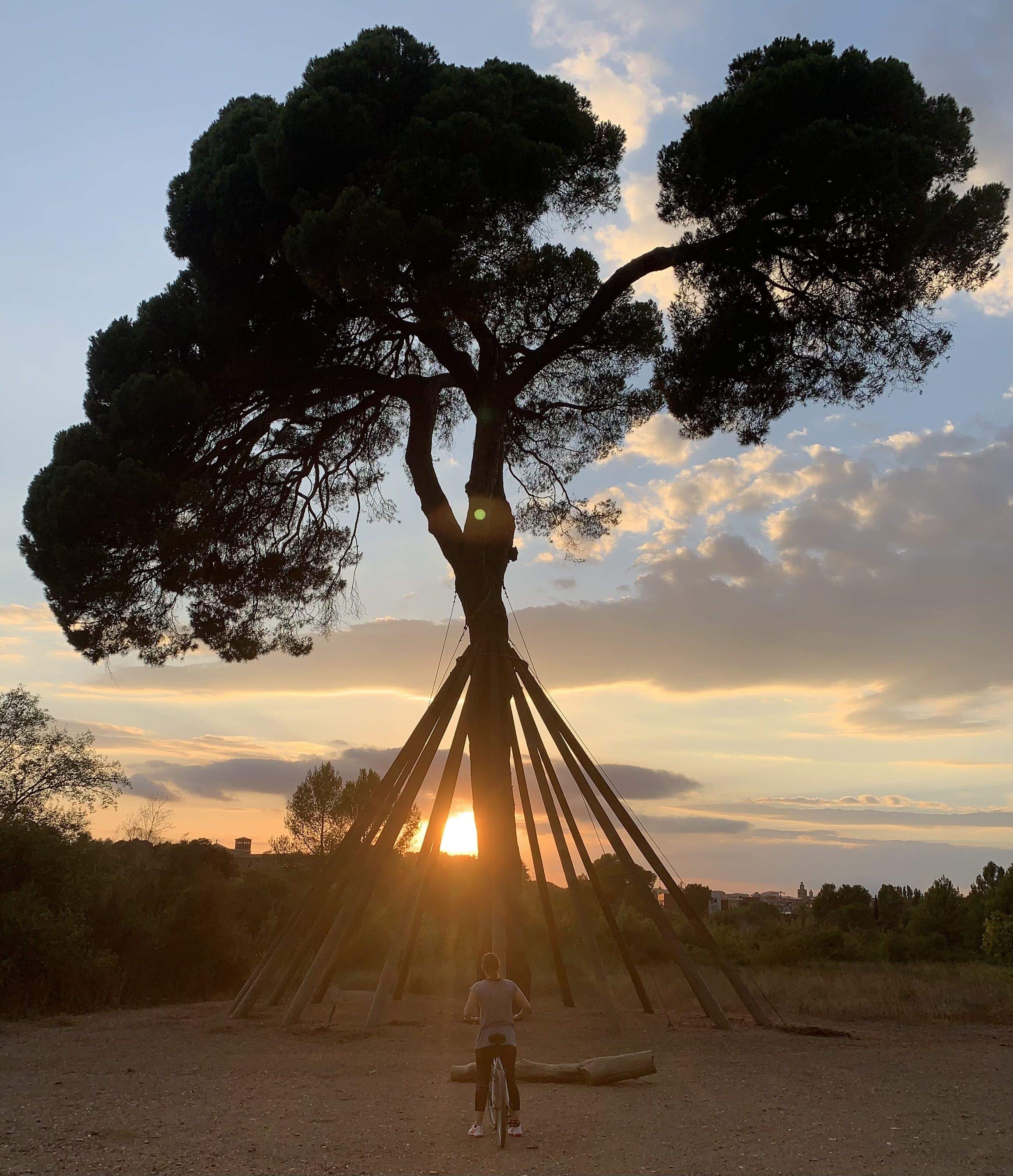 Capvespre · Pi d'en Xandri FOTO: M. Angels Bonilla Millan