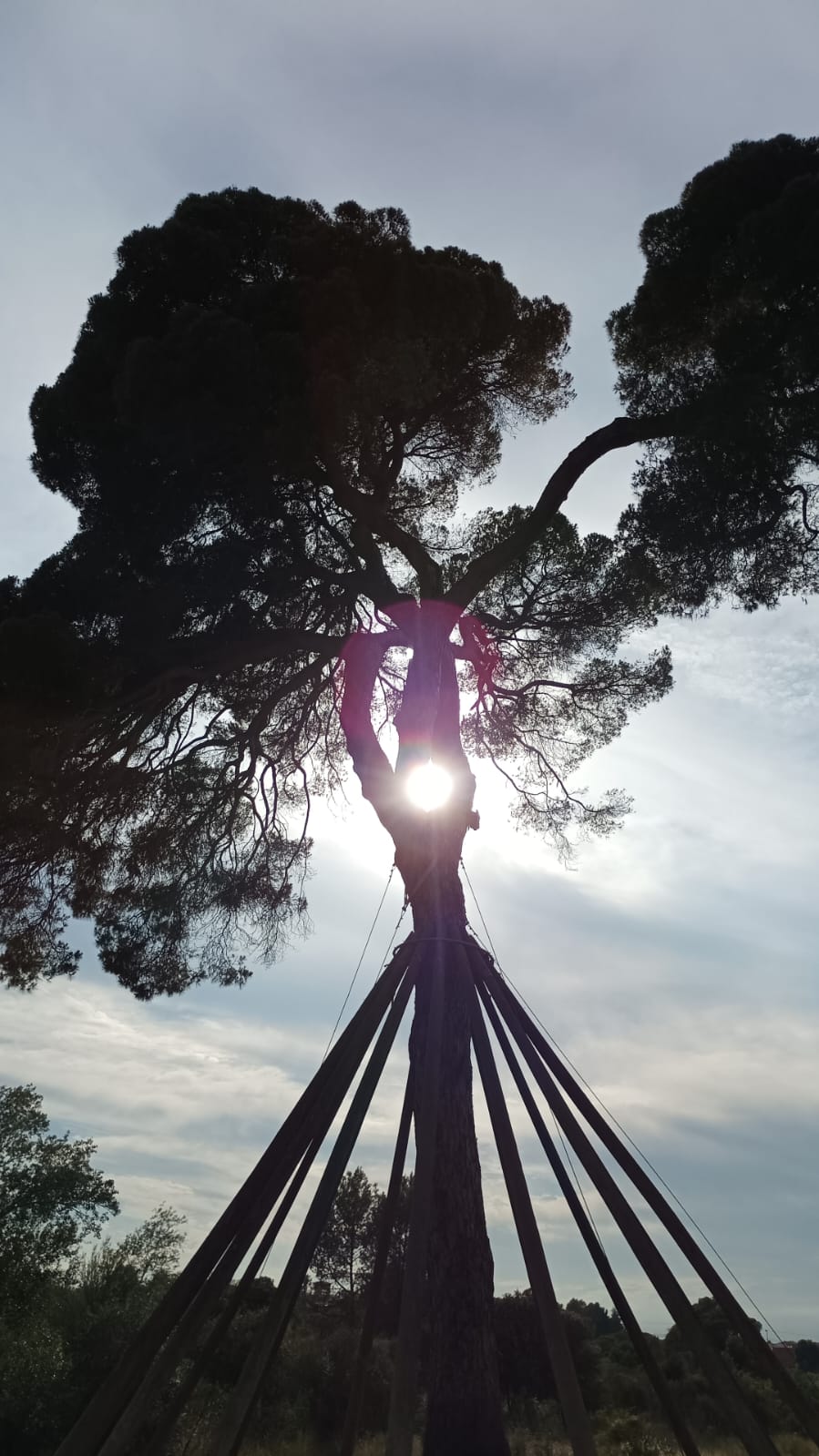 Un pi d'en xandri atrabesat pel sol · Pi d'en Xandri FOTO: Biel Bonell