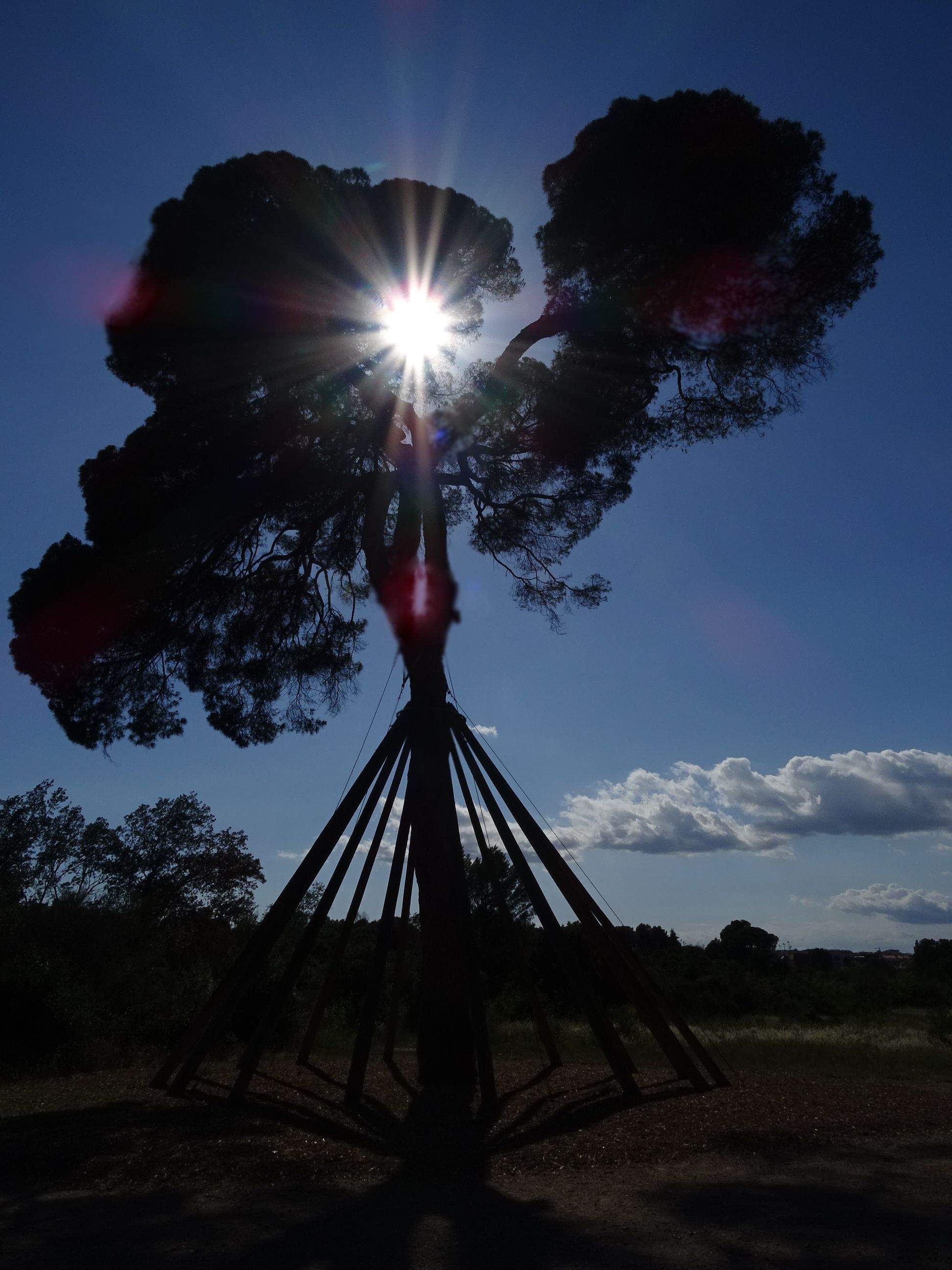 Pi estel·lar · Pi d'en Xandri (Sant Cugat) FOTO: Carlos Trinidad Peñato