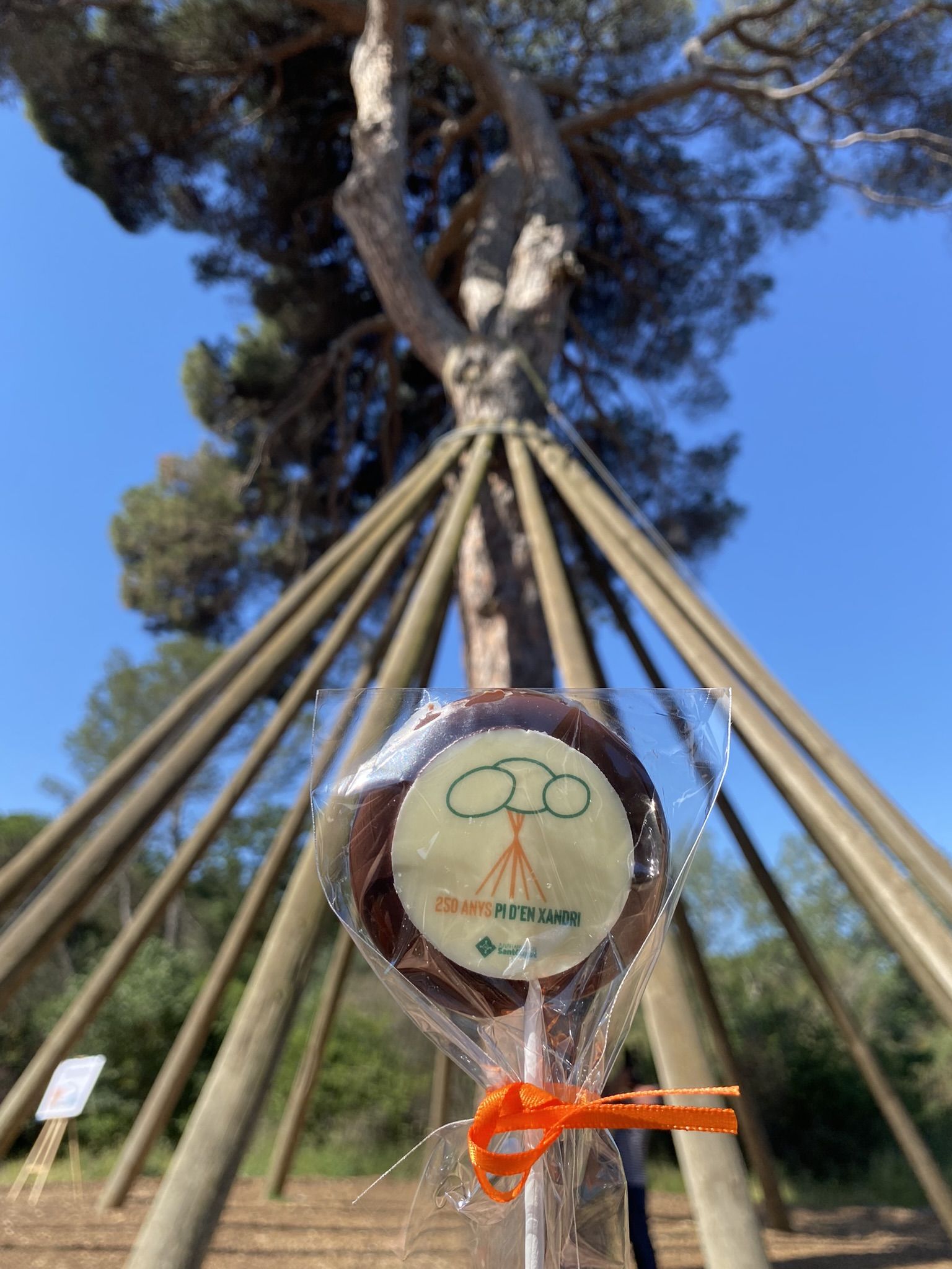 La dolçor del pi d'en Xandri · Pi d'en Xandri FOTO: Ruben Cabus Lomba