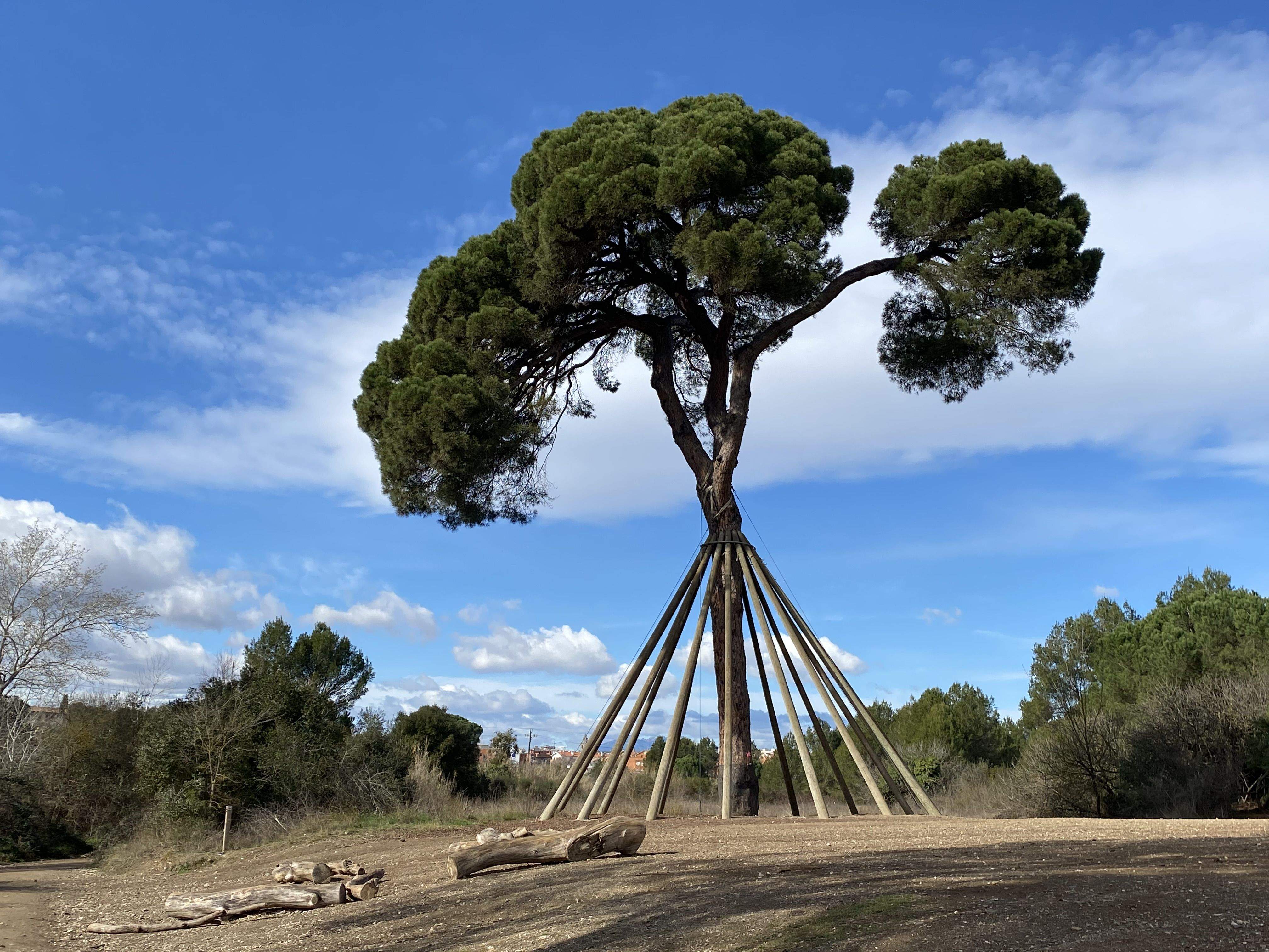 Temps de soledat al meu pi preferit · Pi d'en Xandri FOTO: Ruben Cabus Lomba