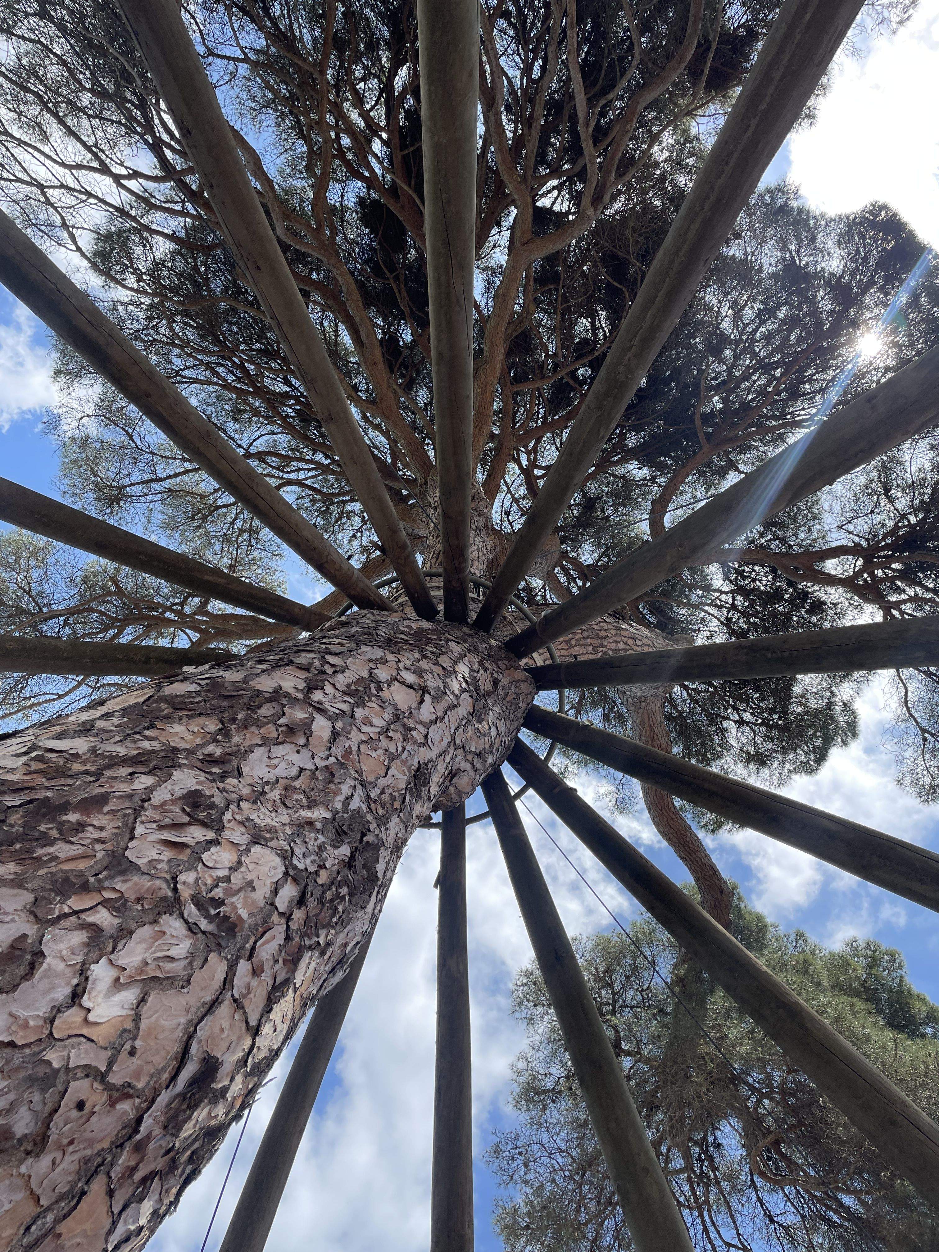 Simetría · Pi d'en Xandri FOTO: Daisy De Abreu Goncalves 