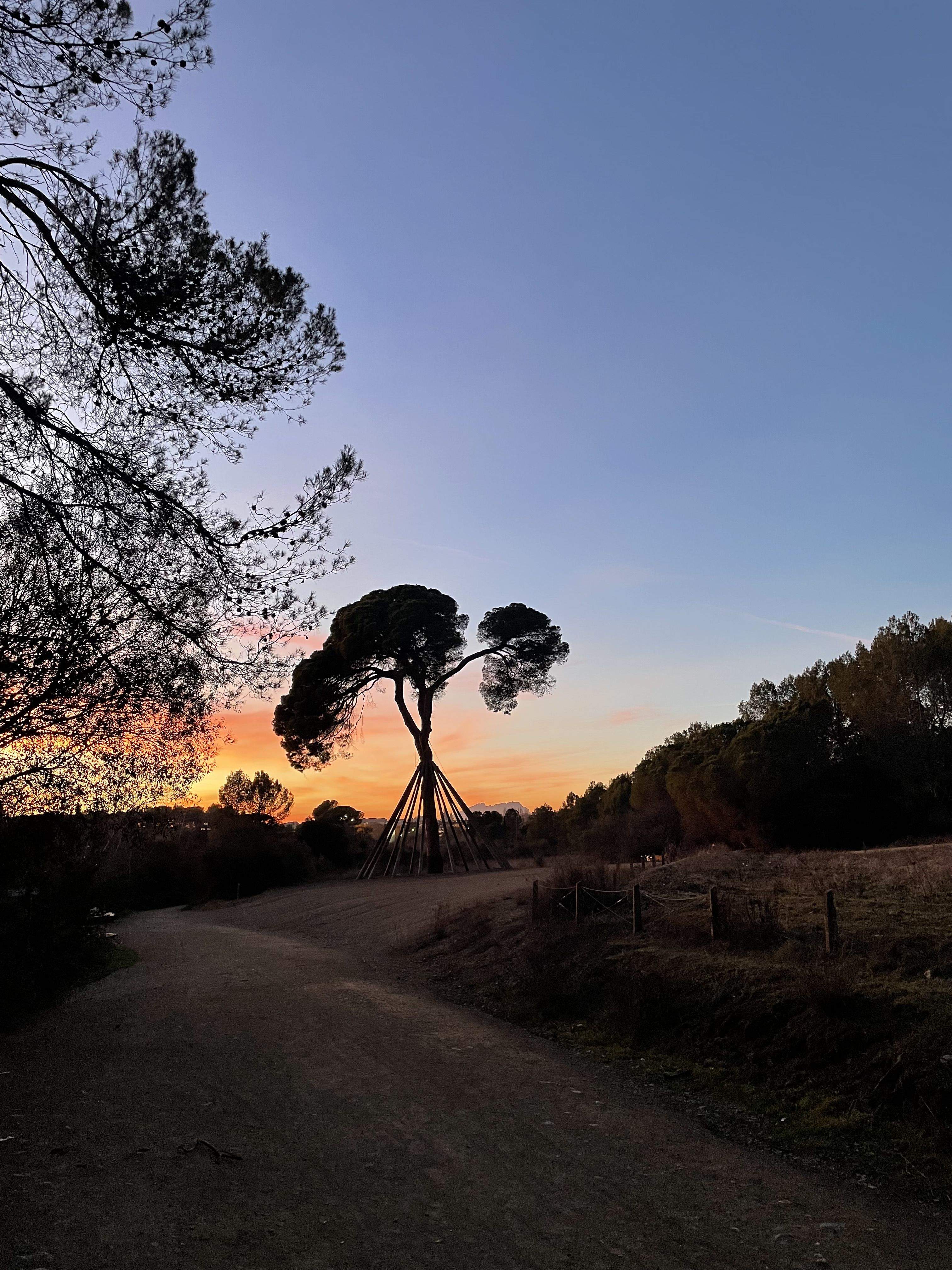 Xandri etern · Pi d'en Xandri FOTO: Eva Peña