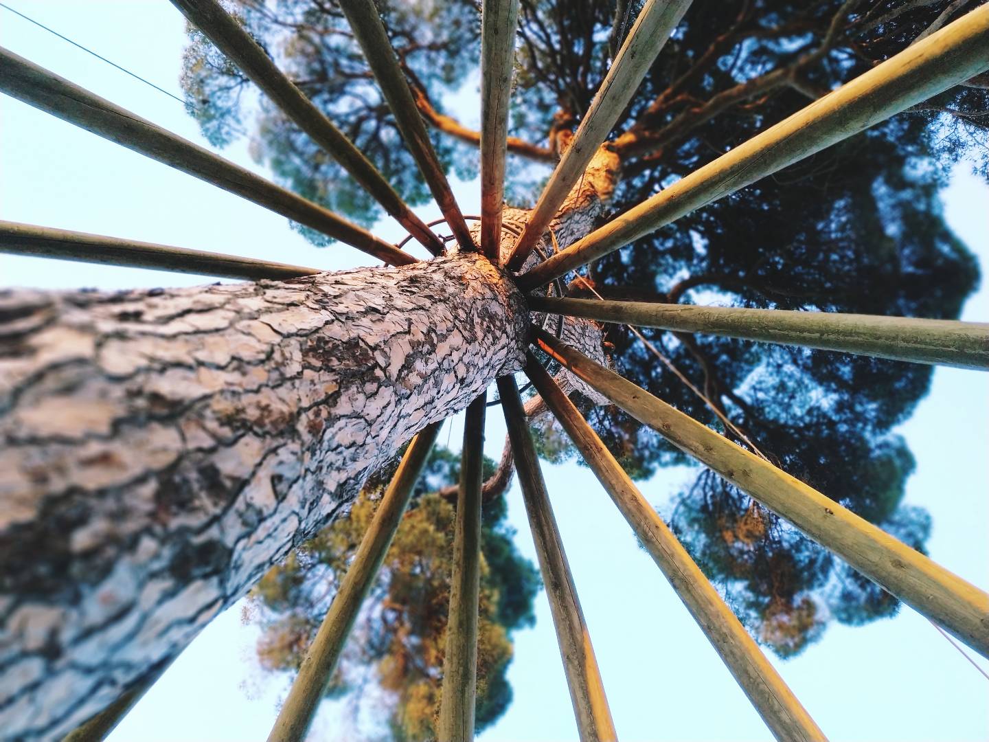 Els pilars de la vida · Pi d'en Xandri FOTO: Roberto Rubiño Peña