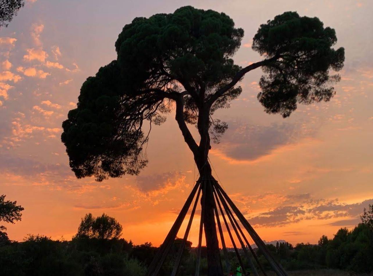 Capvespre · Pi d'en Xandri FOTO: Anna Garcia Gabal