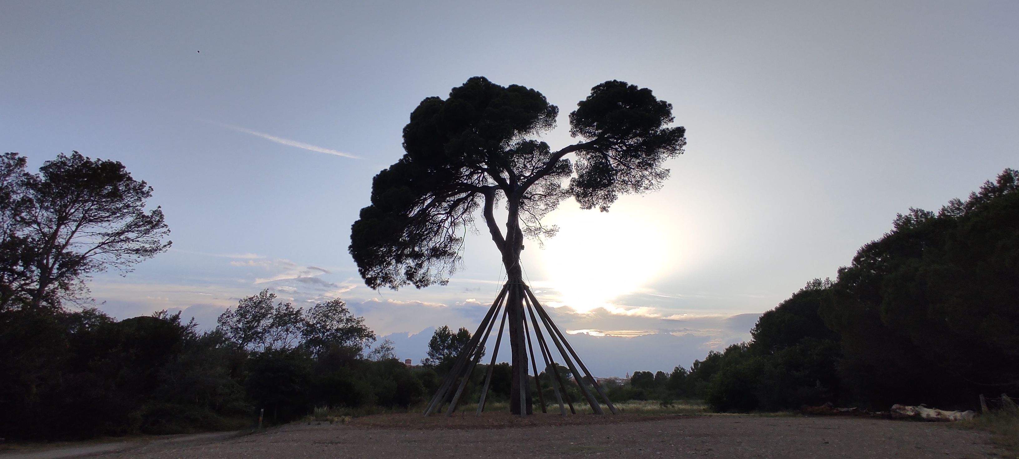 Bellesa de capvespre  · Pi d'en Xandri FOTO: Elies Villalonga 