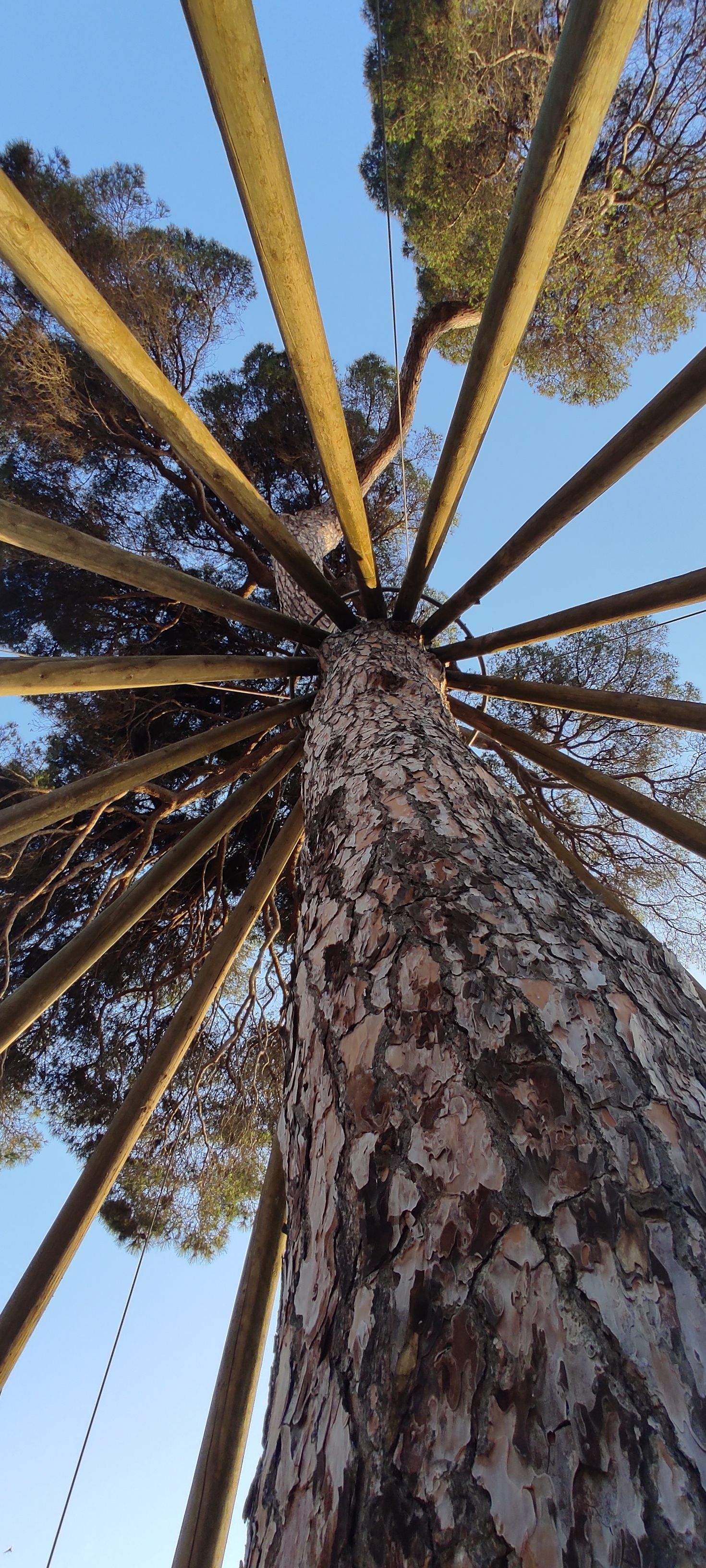 Contra Pi cat · Pi d'en Xandri FOTO: Elies Villalonga 