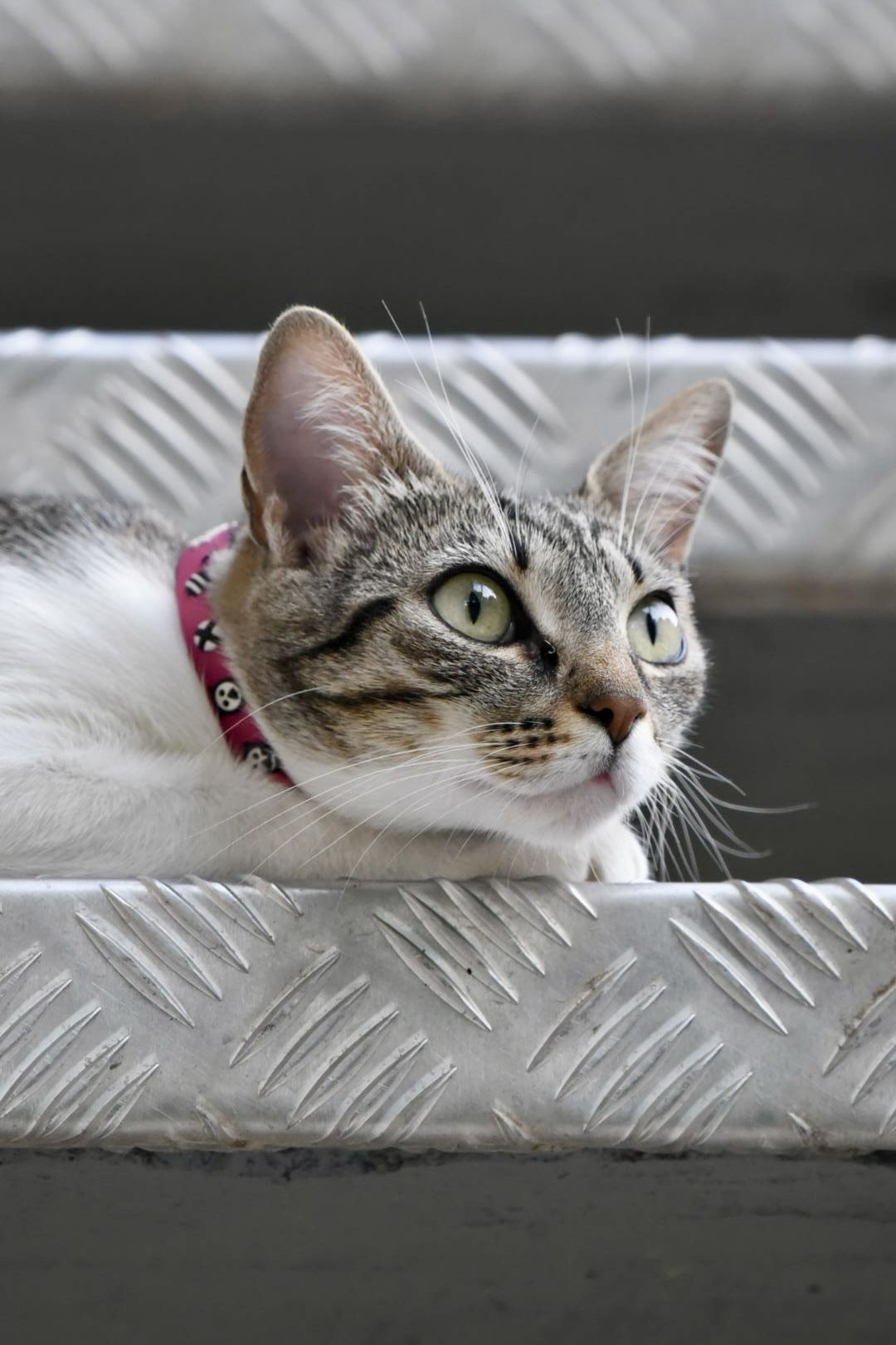 Gats que miren · Sant Cugat #Torsten Schäfer