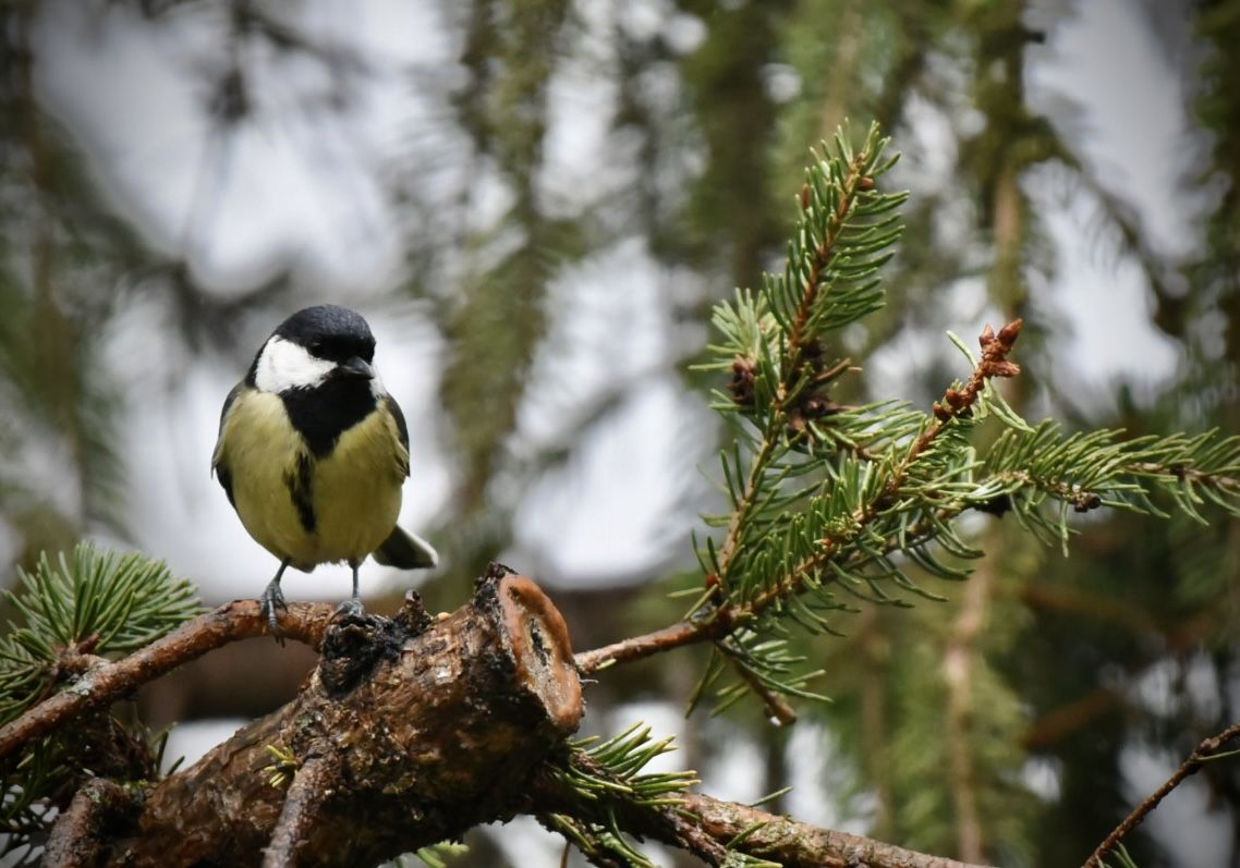 Ocells en busqueda · Sant Cugat FOTO: Torsten Schäfer