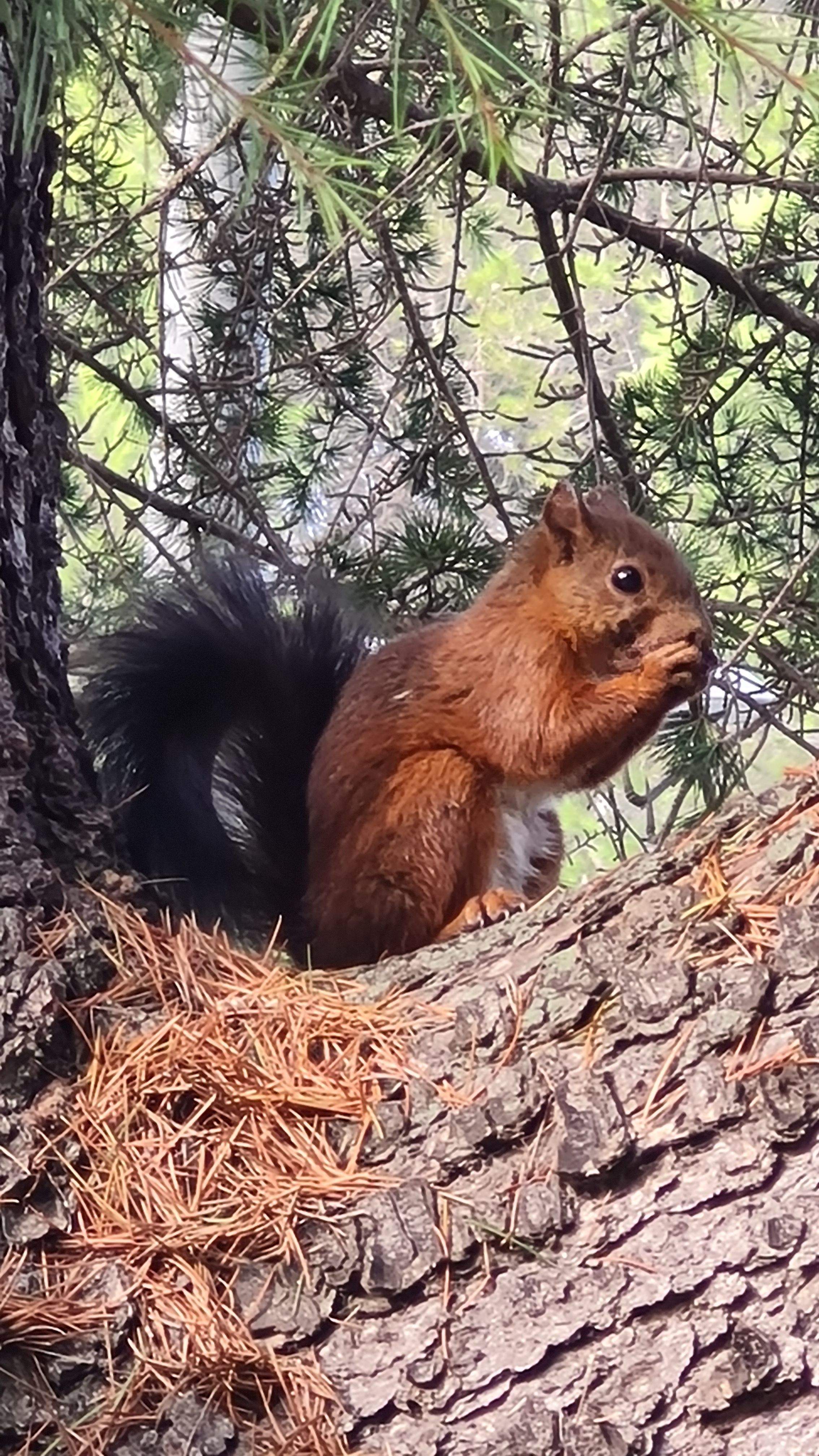 Esquiroleta · Sant Just de Llaceres FOTO: Mònica Giralt Jordà