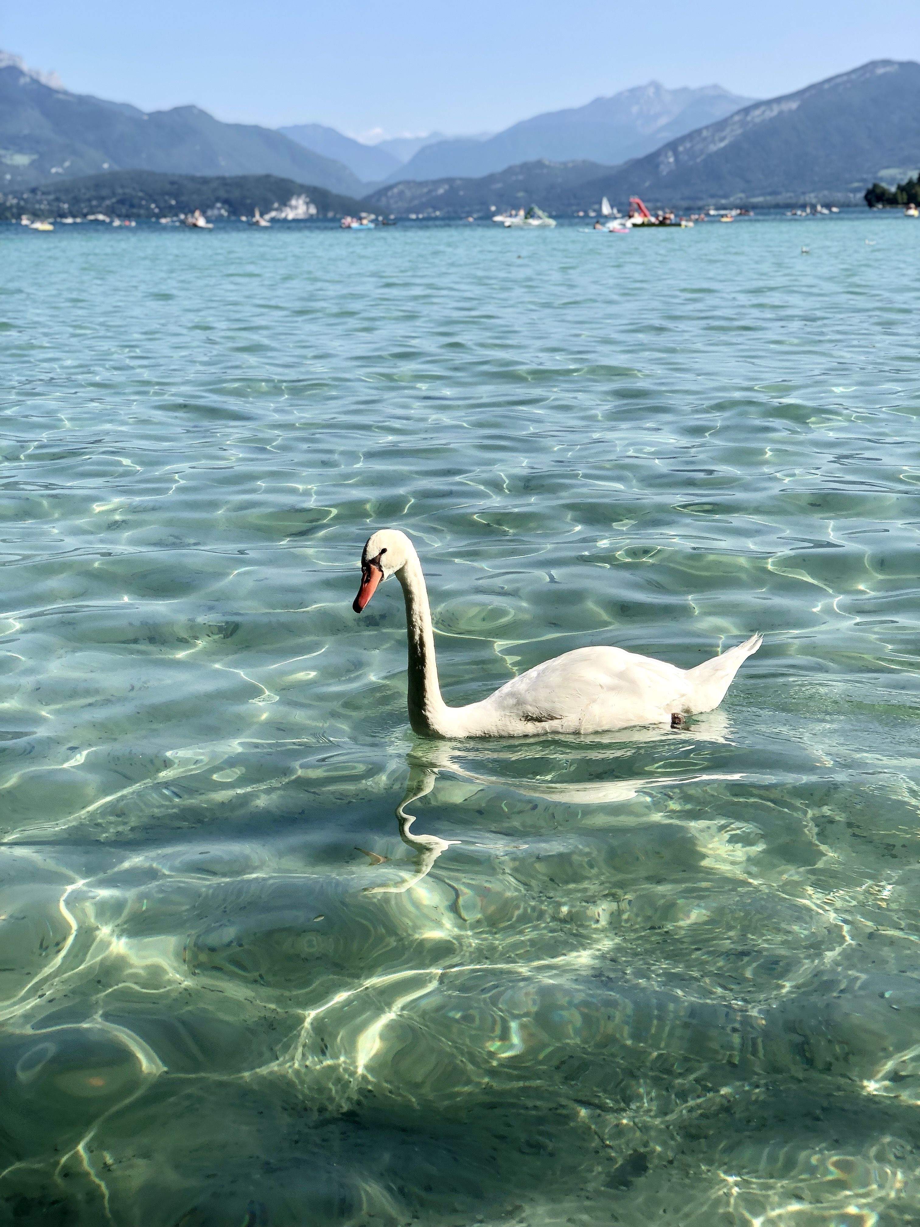 L’aneguet lleig · Annecy FOTO: Anna Capdevila