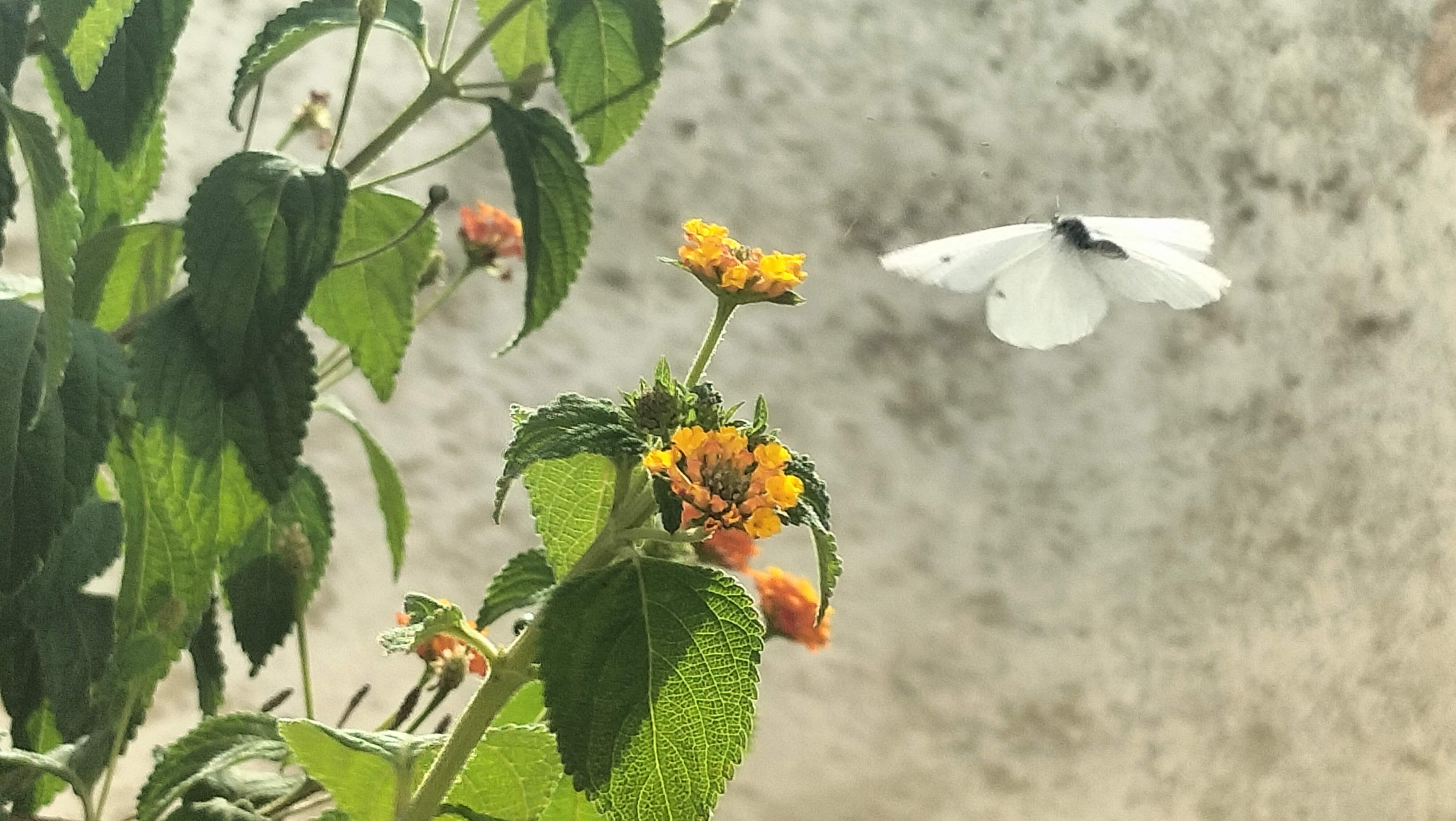 El vol de la papallona · Apuglia Itàlia FOTO: Rosa Anna Montes Llado