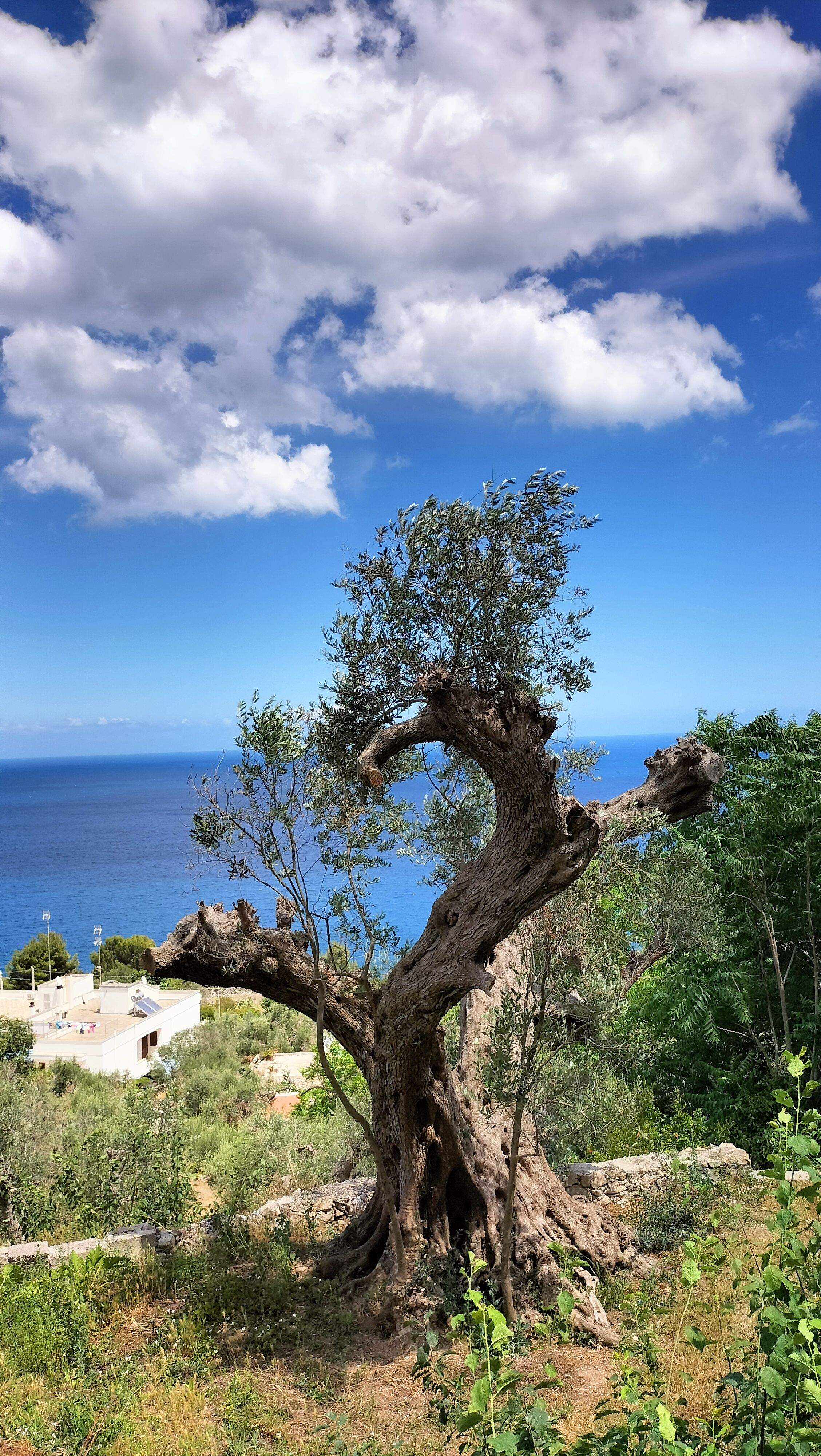 L'olivera · Apuglia Itàlia FOTO: Rosa Anna Montes Llado