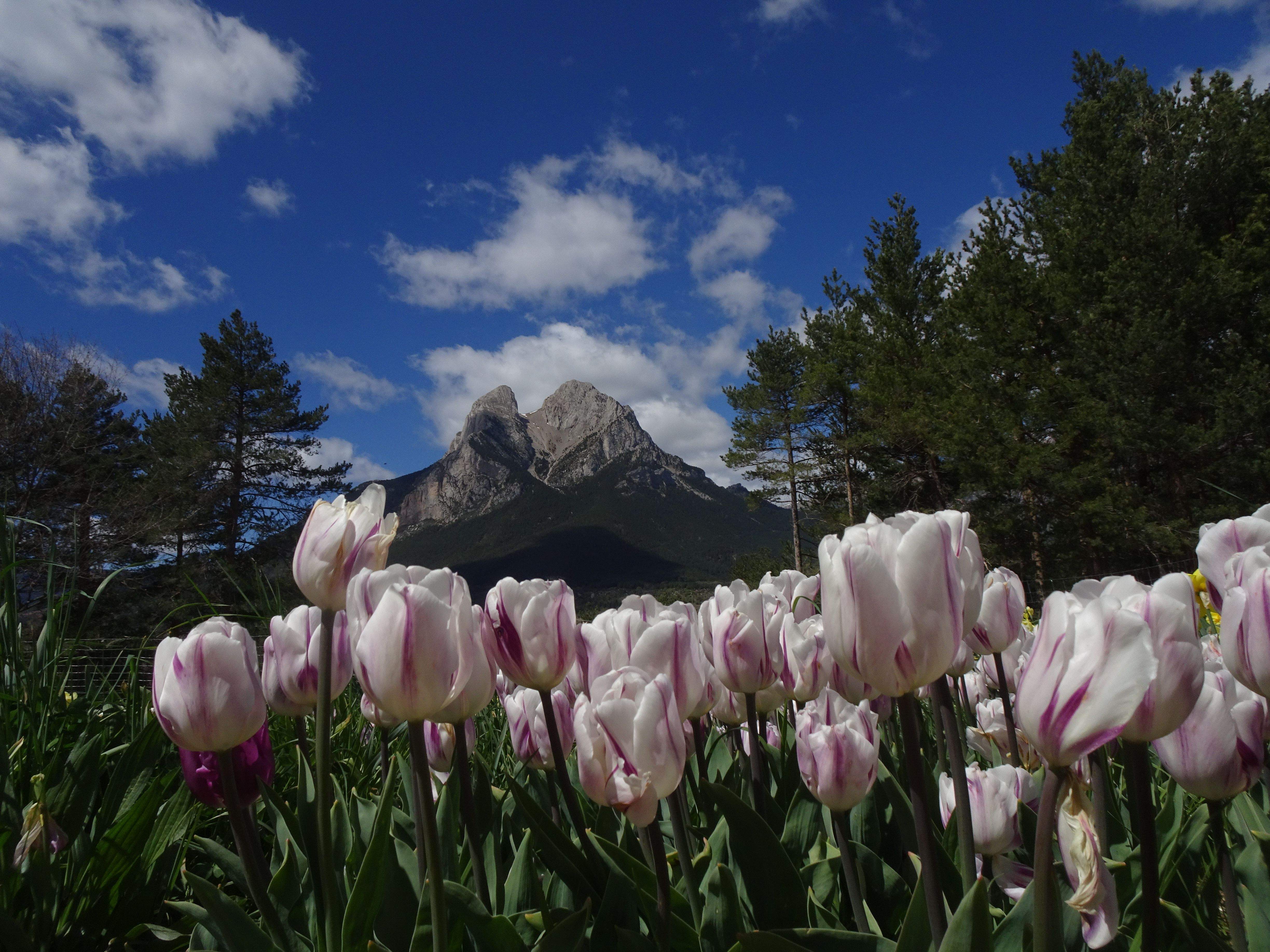 Tulipes · Bergada FOTO: Angels Gomez Gomez