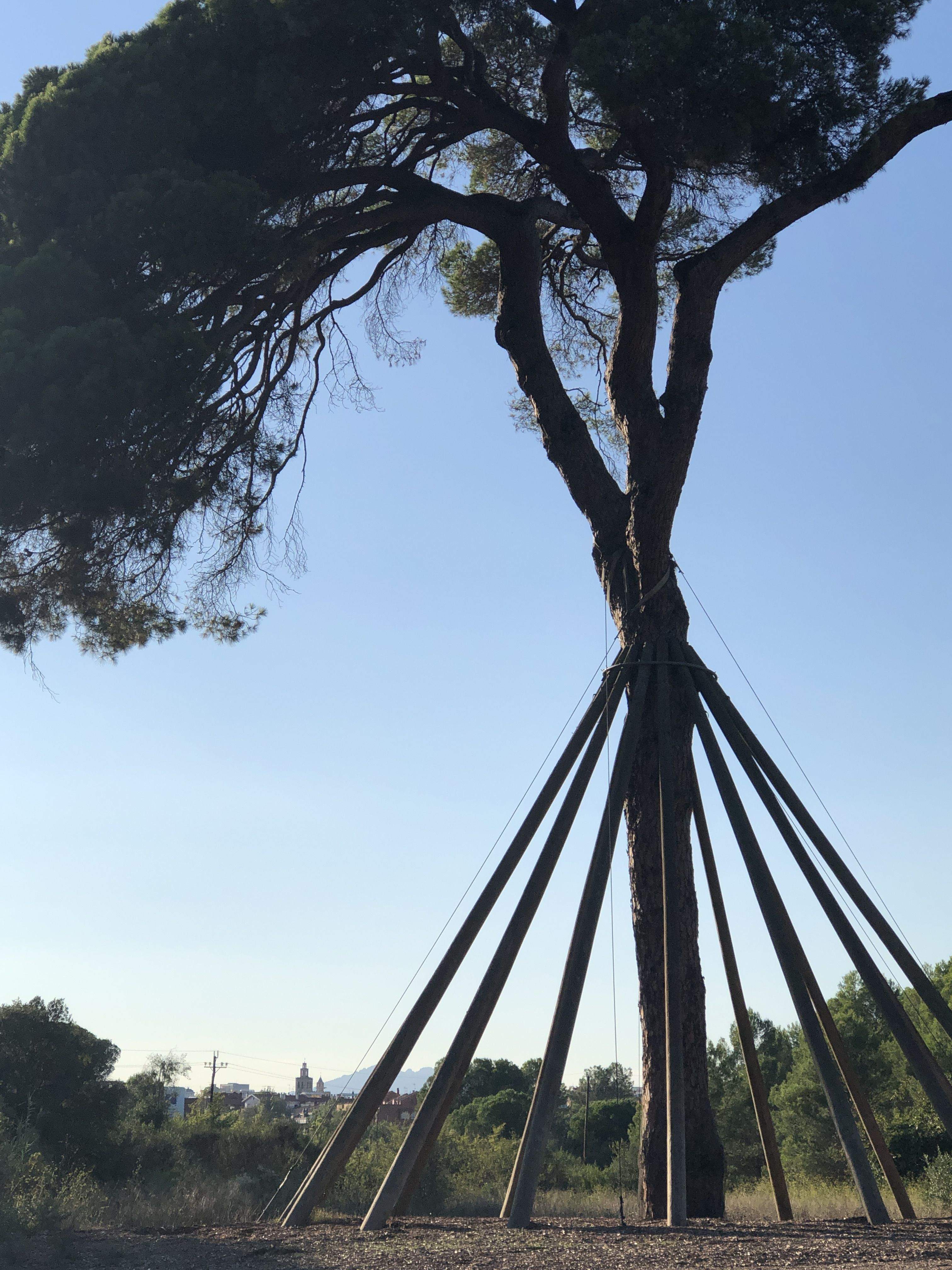 El pi · Cami de Can Borell FOTO: Msnel Granell 