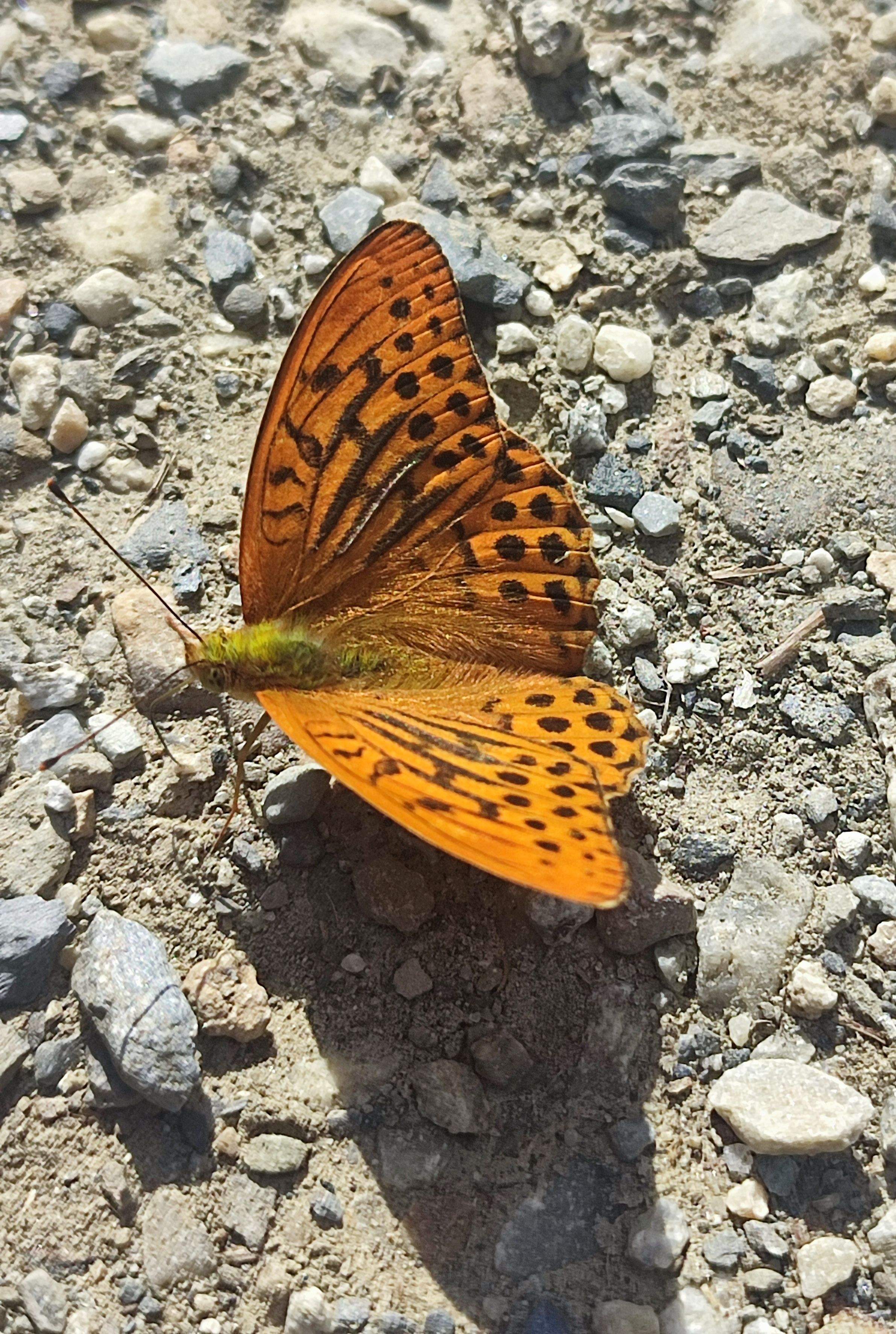 Argentada · Montgarri FOTO: Montse Felip Centelles