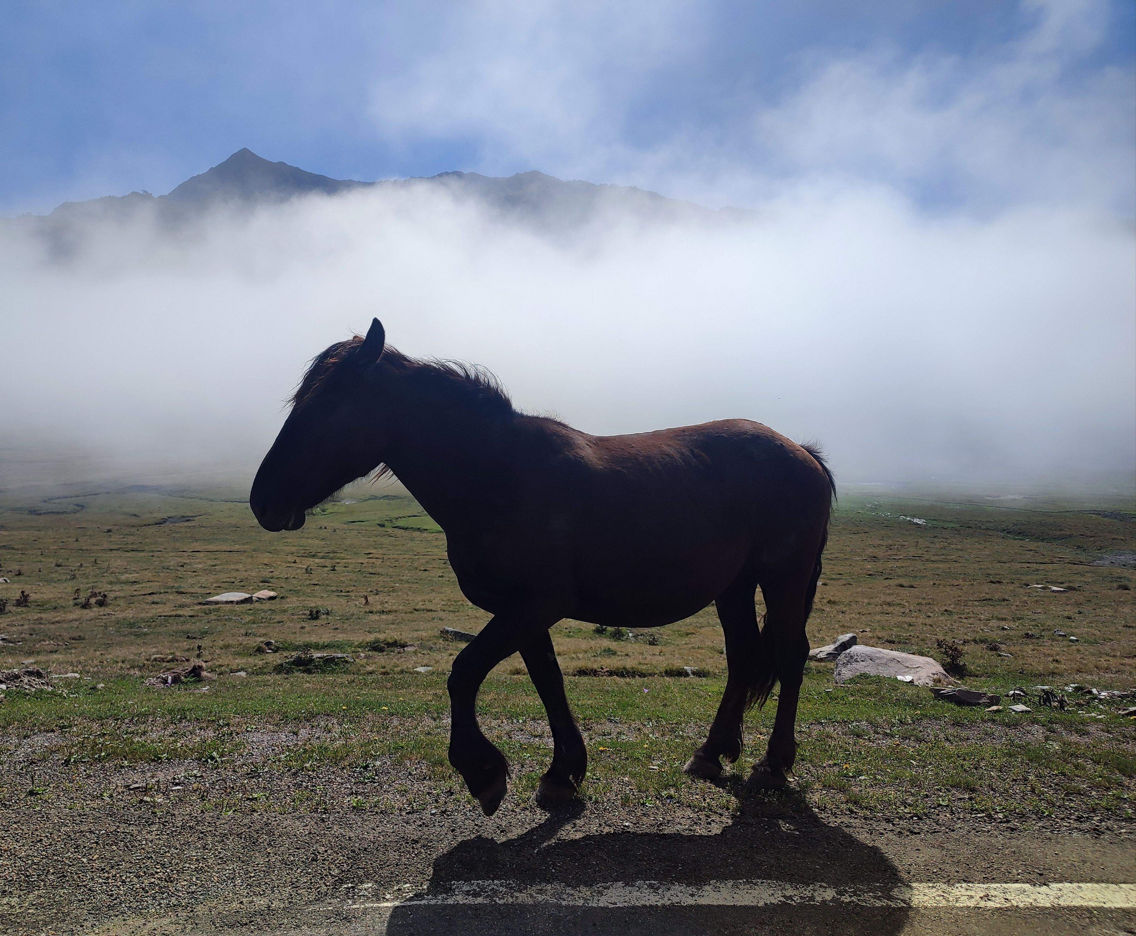 Cavall a Beret · Pla de Beret FOTO: Montse Felip Centelles