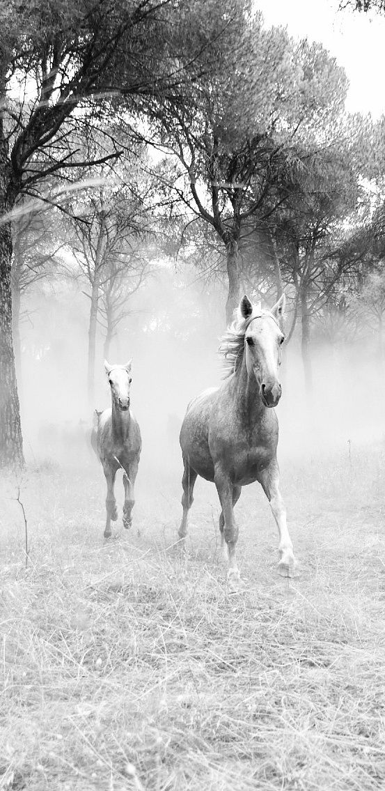 Saca de las yeguas · P. N. de Doñana FOTO: Manuel Álvarez Morón 