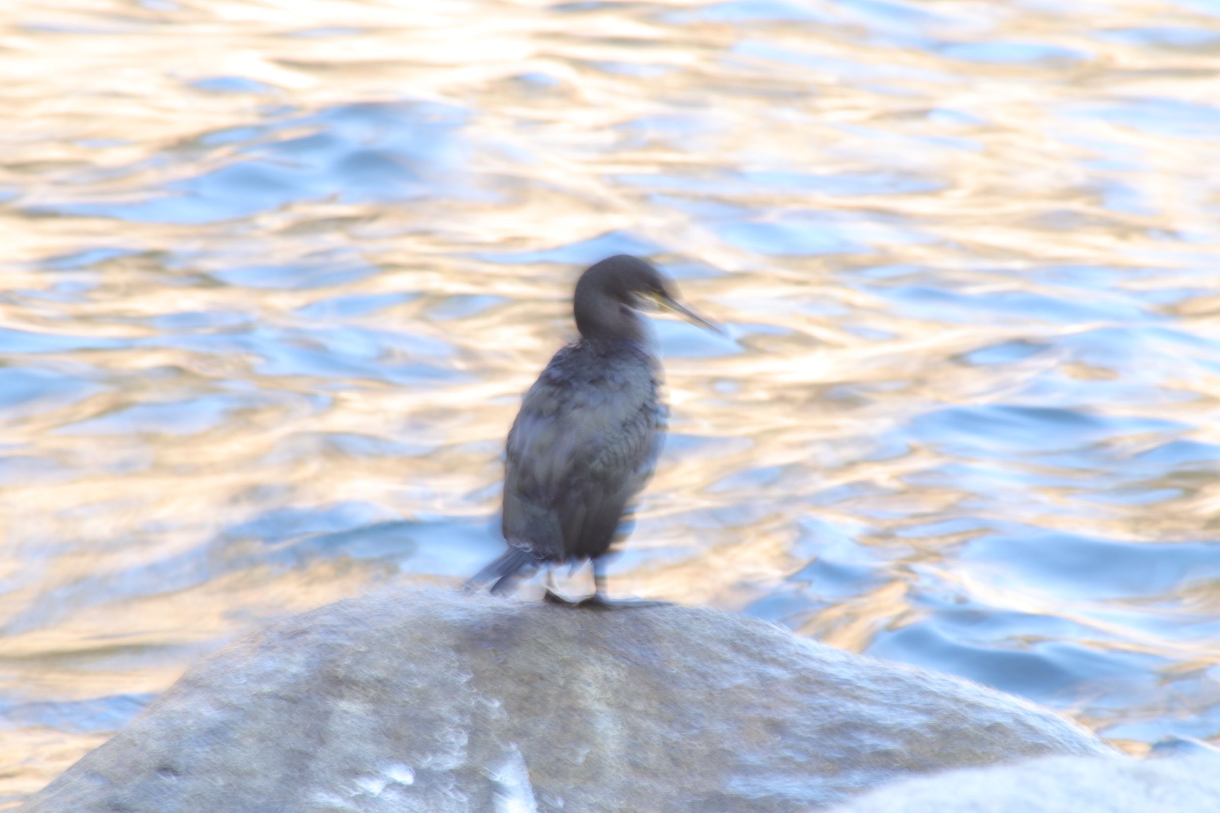 No et moguis... · Tossa de Mar FOTO: Helena González Guerrero