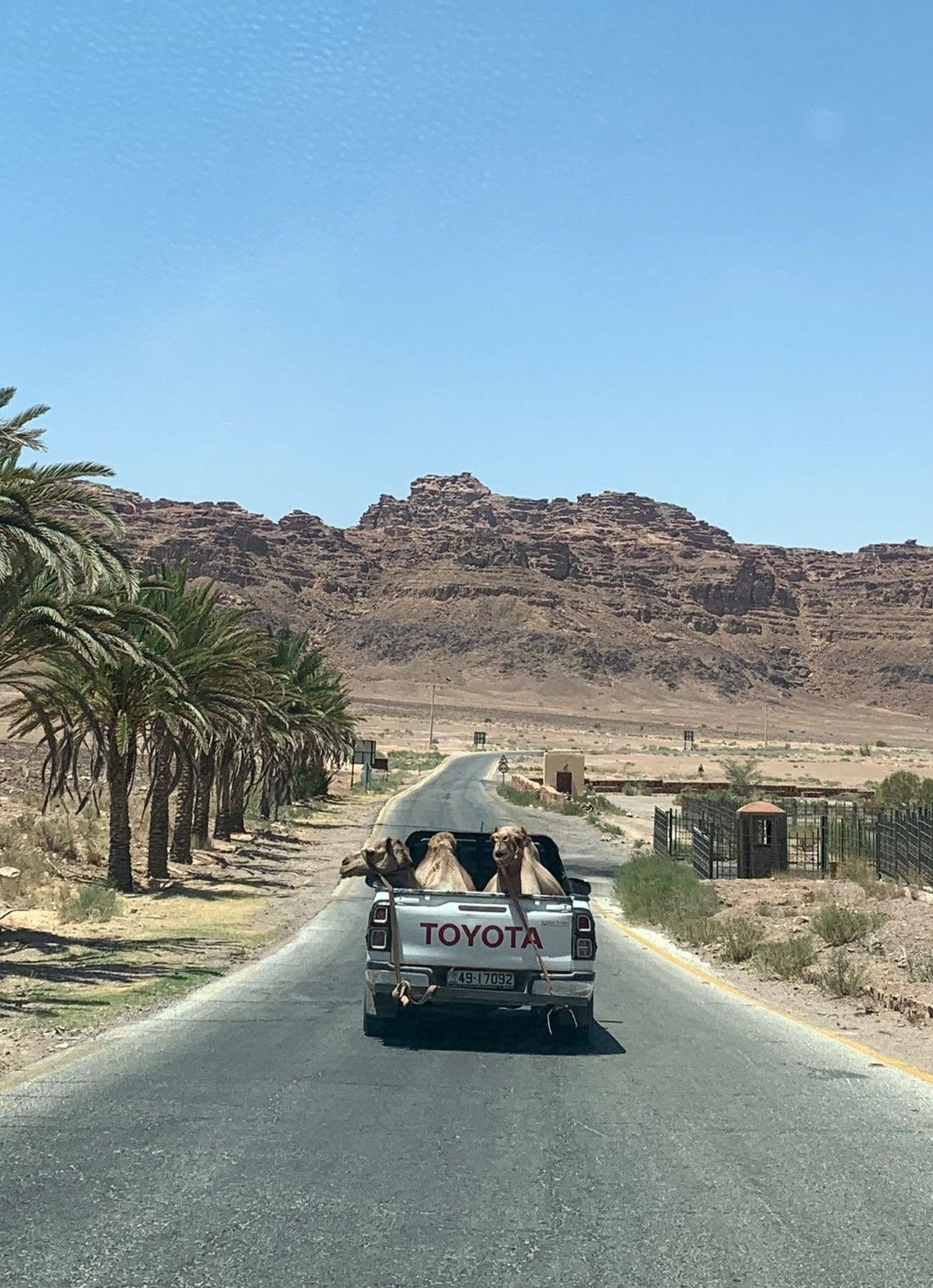 Potencia de dos camells · Jordània (wadi rum) FOTO: Marc Poca Bertomeu