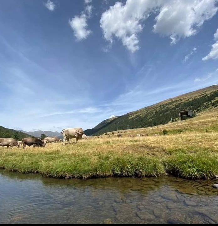 Natura · Soldeu (Andorra) FOTO: Mireia Muñoz Pérez 