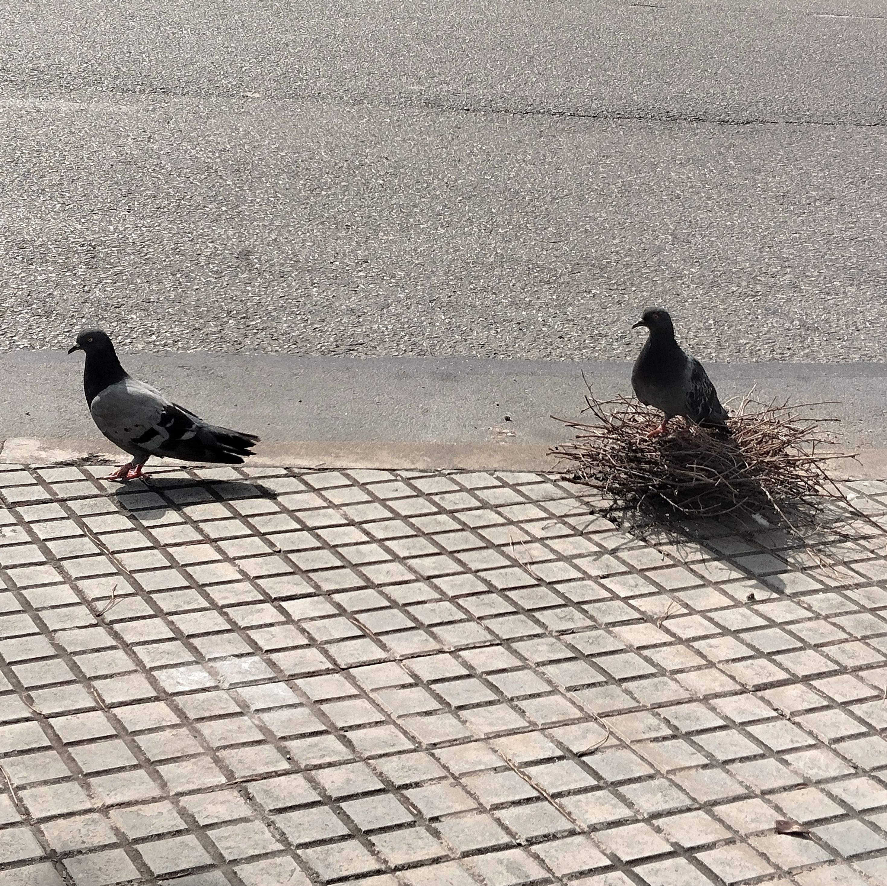 Amor per terra · Sant Cugat del Vallès FOTO: Rubén Carpio Huertas