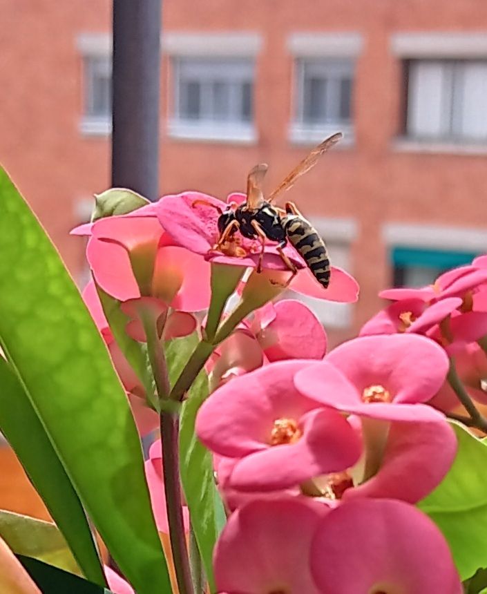 Natura al meu balcó · Sant Cugat del Vallès FOTO: Isabel Solé i Belman