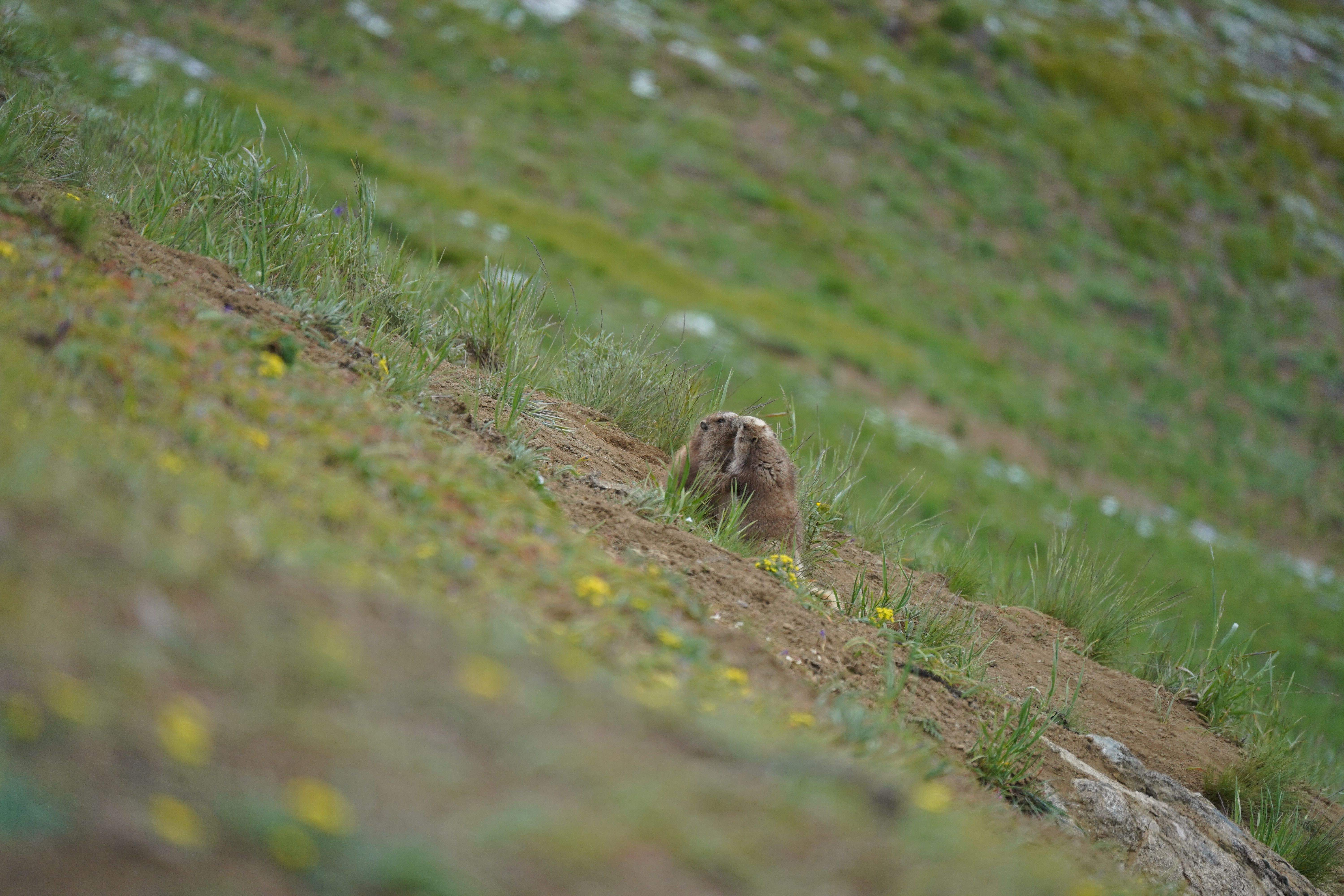 Love is in the air... · Olympic National Park (USA) FOTO: Marc Vivet Taña