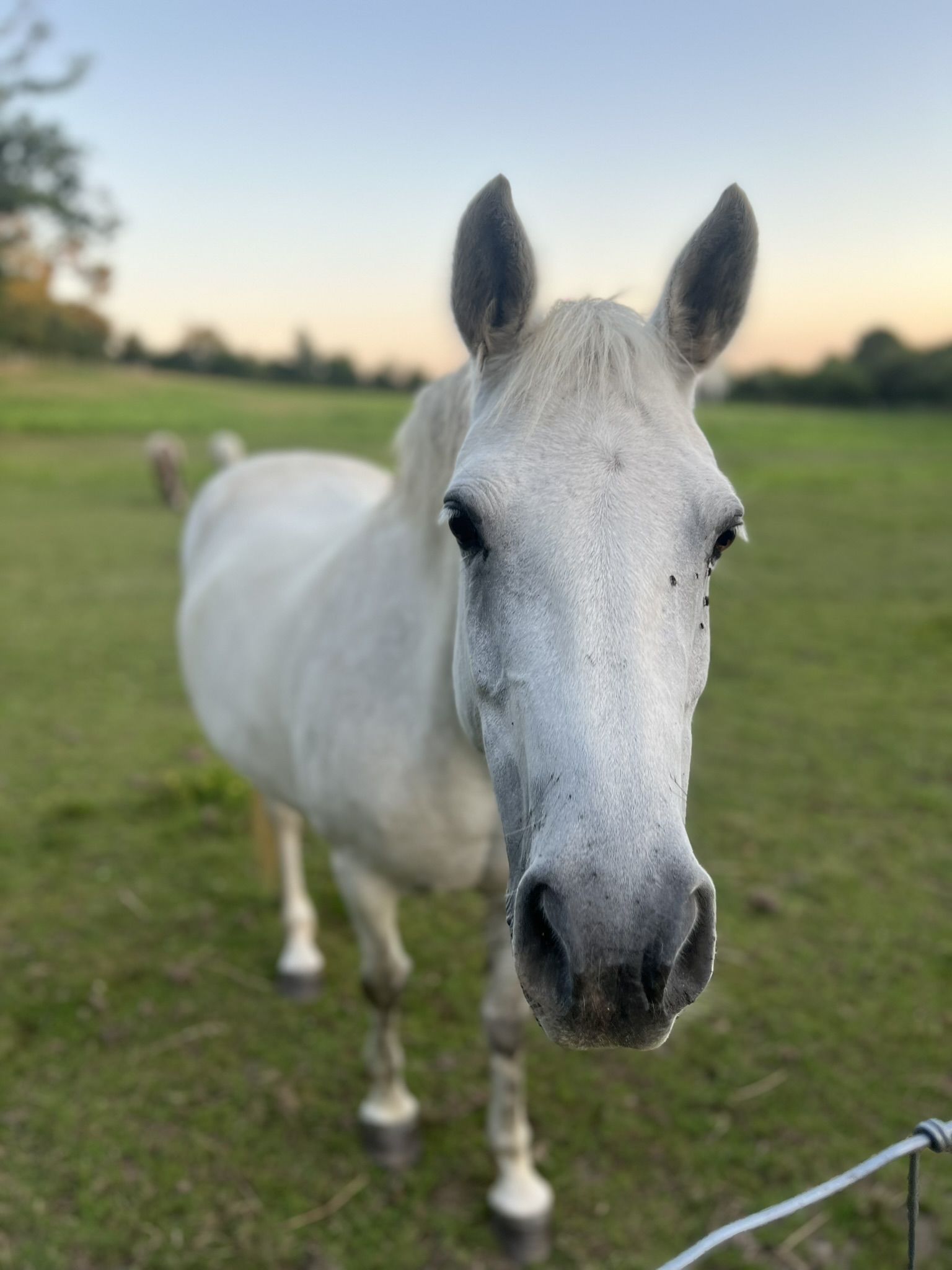 Cavall blanc · Bretanya (França) FOTO: Rosa Maria Moreno Montes