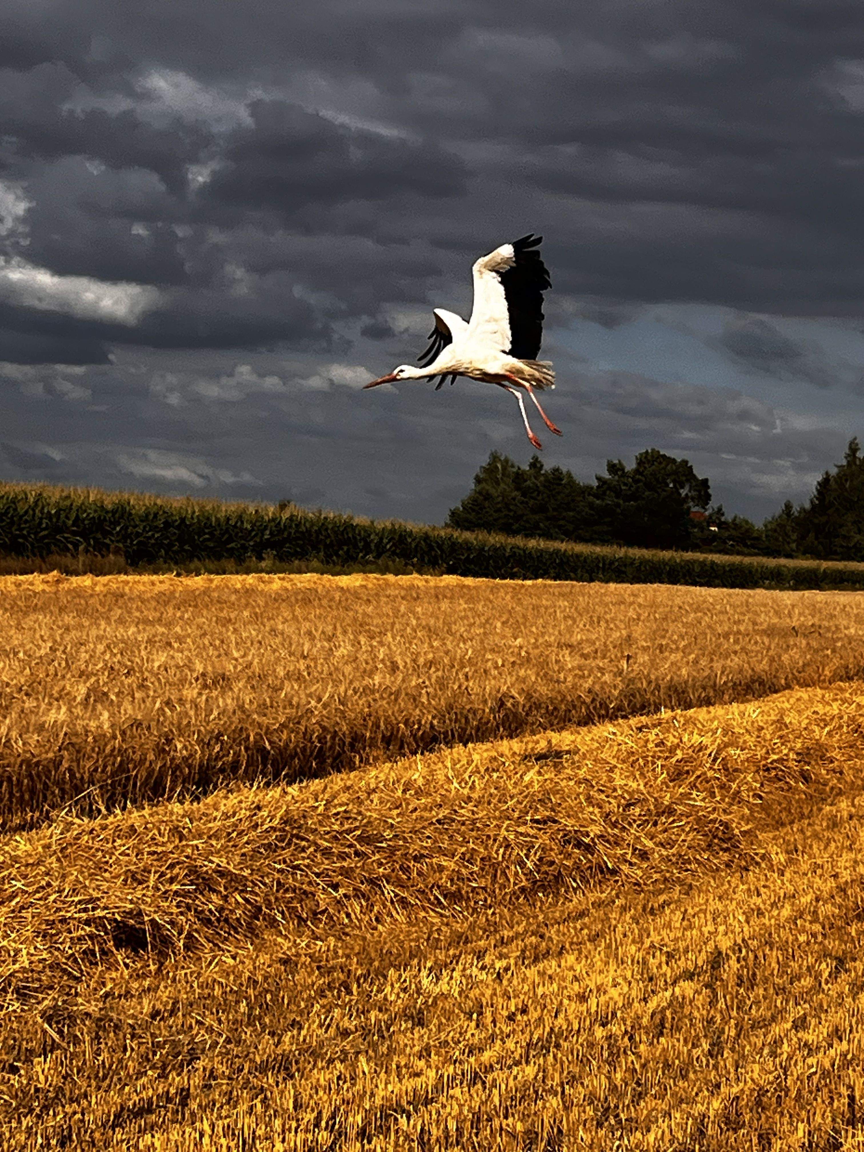 Ajudants a la collita del blat · Bozy Dar (Zamosc) Polonia FOTO: Joan Cardus Skowyra