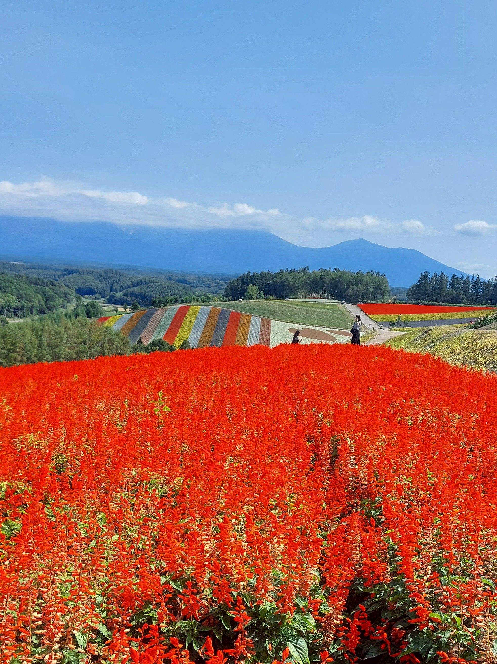 Colors · Japó FOTO: Sheila Tornero López 