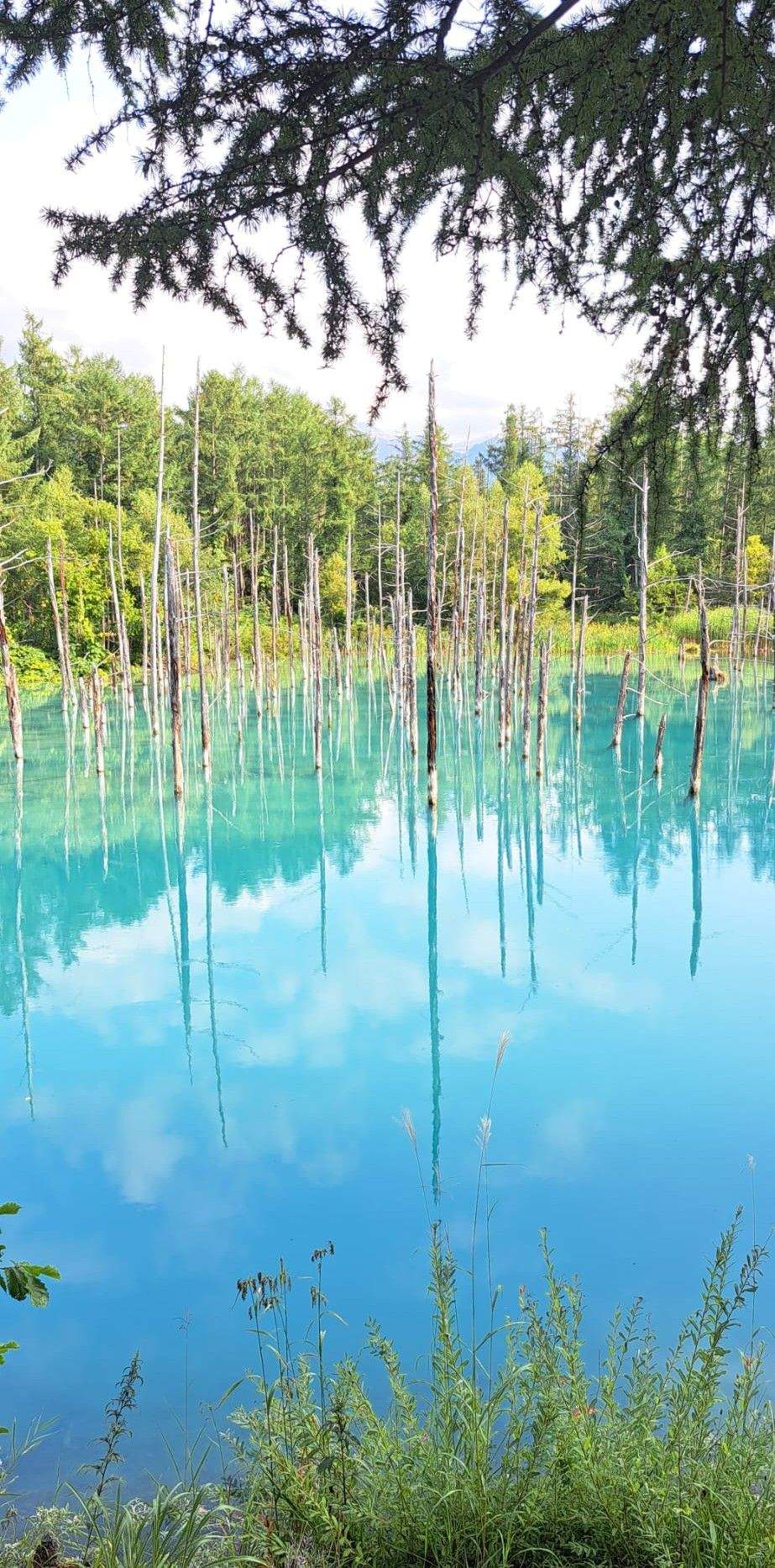 La natura fent art · Japó FOTO: Sheila Tornero López 