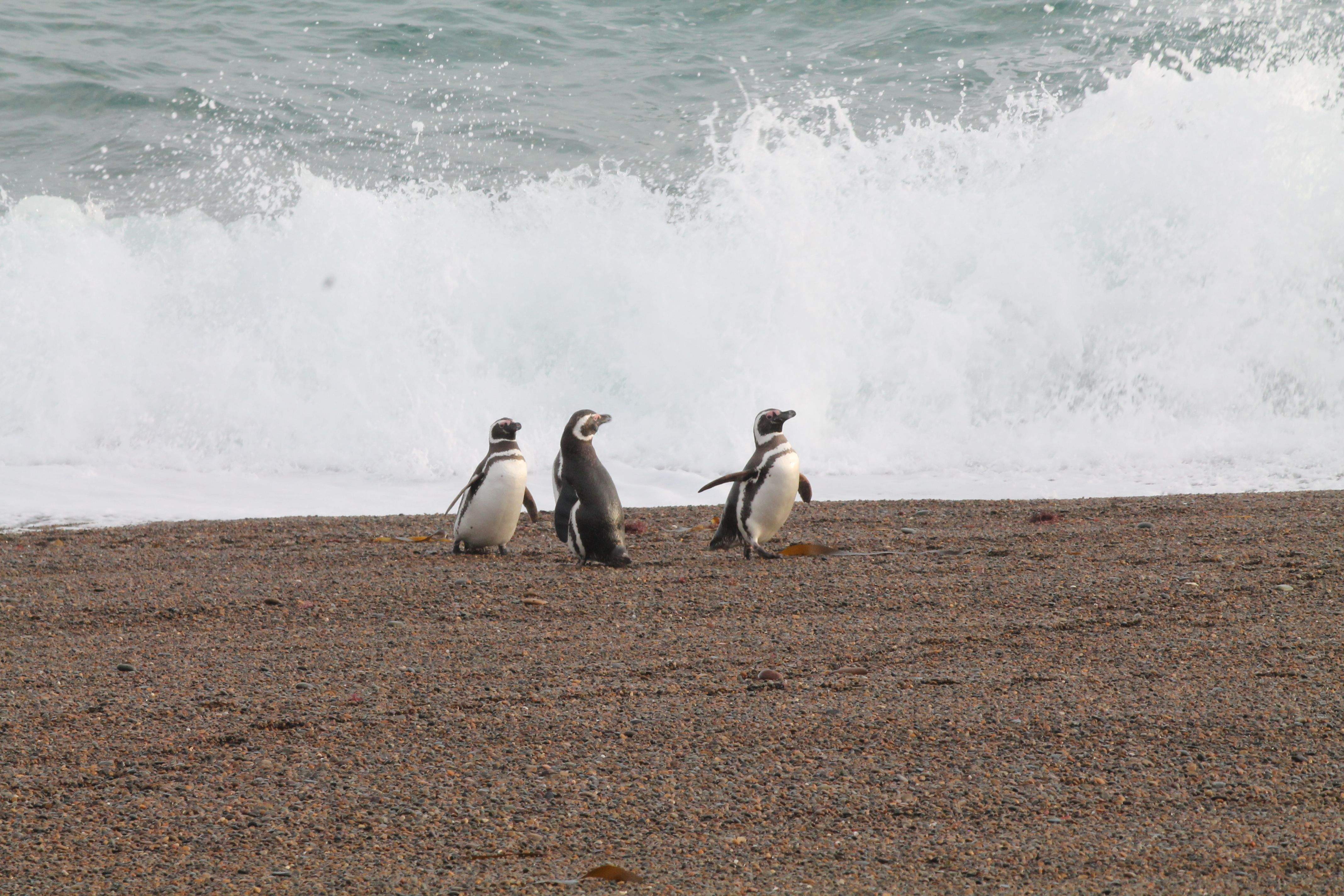 Pingüins sortint de l’aigua · Patagònia (Argentina) FOTO: Mar Gaya
