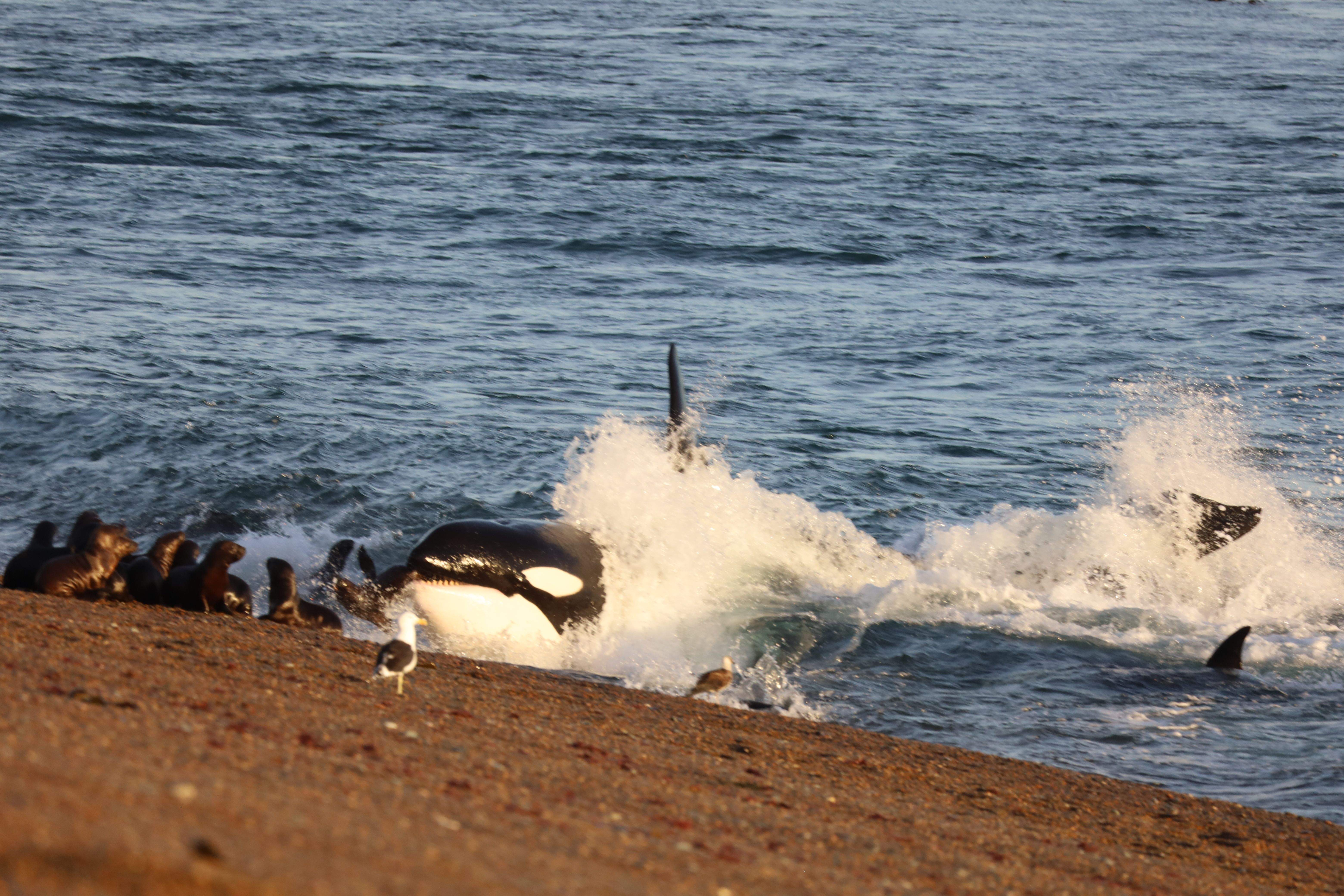 Killer Whale · Península Valdés (Argentina) FOTO: Xavier Arbós Sans