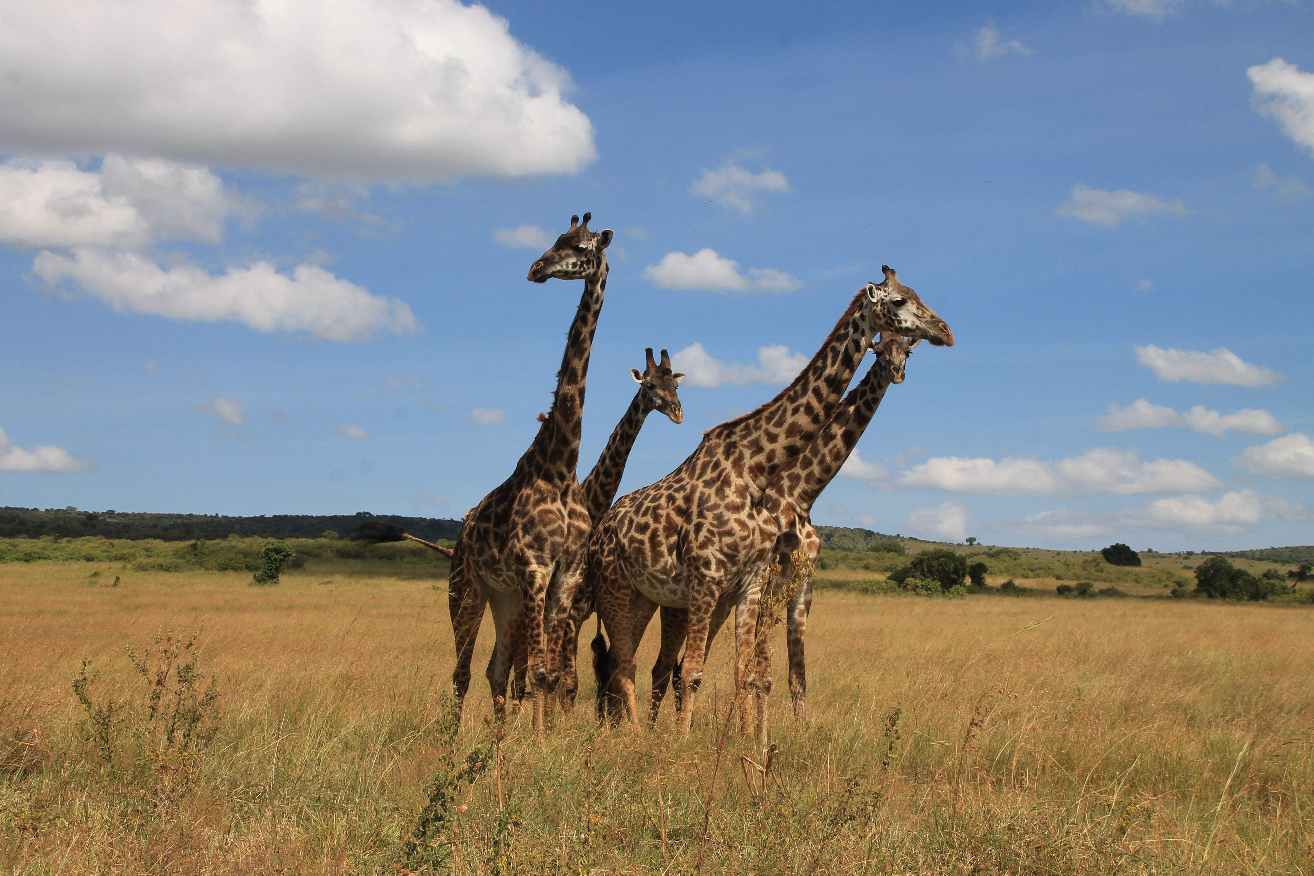 Girafes al Masai Mara · Masai Mara (Kenia) FOTO: Raquel Muñoz Sanchez