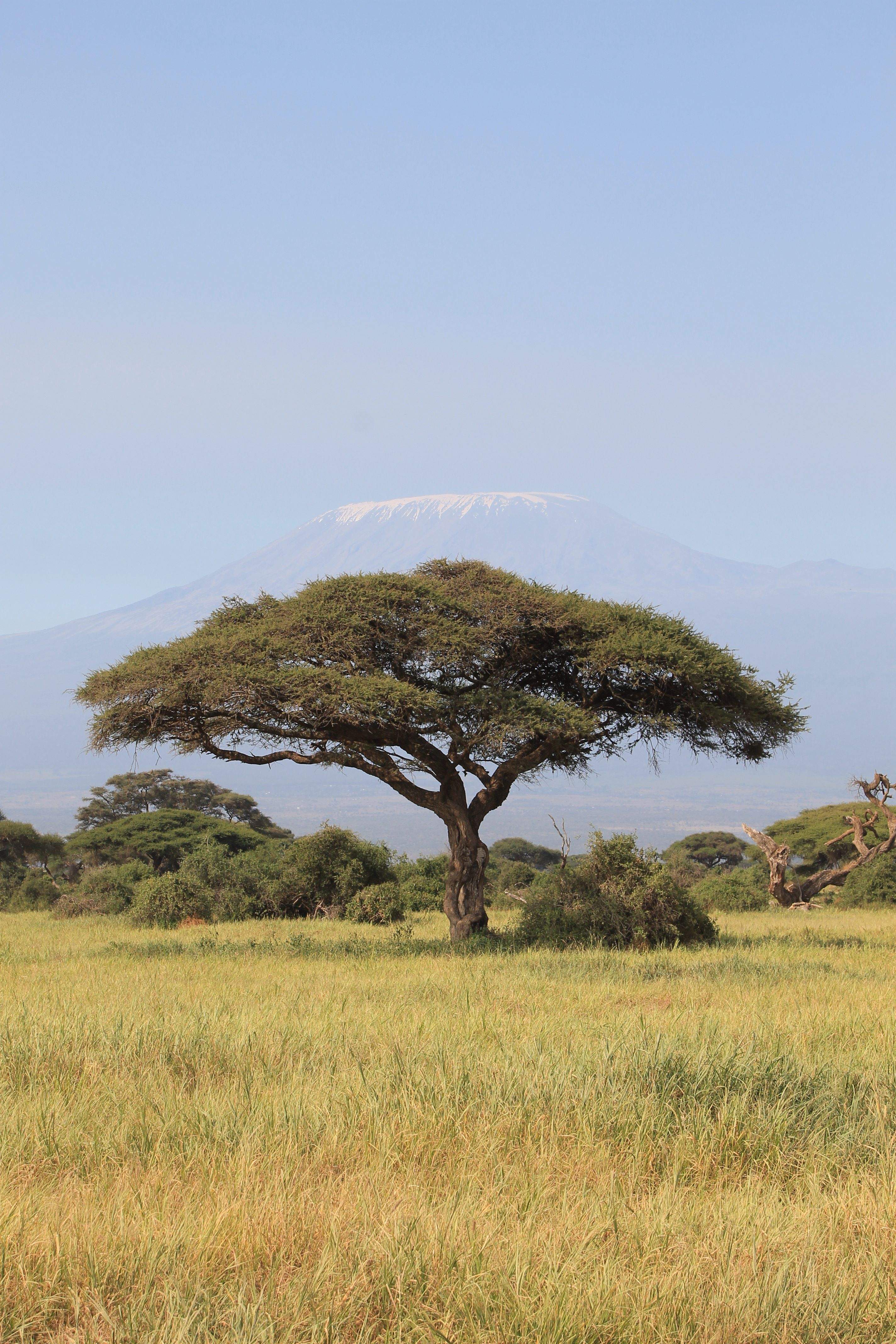 Acàcia i Kilimanjaro · Amboseli Park (Kenia) FOTO: Oscar Buezo Rivero